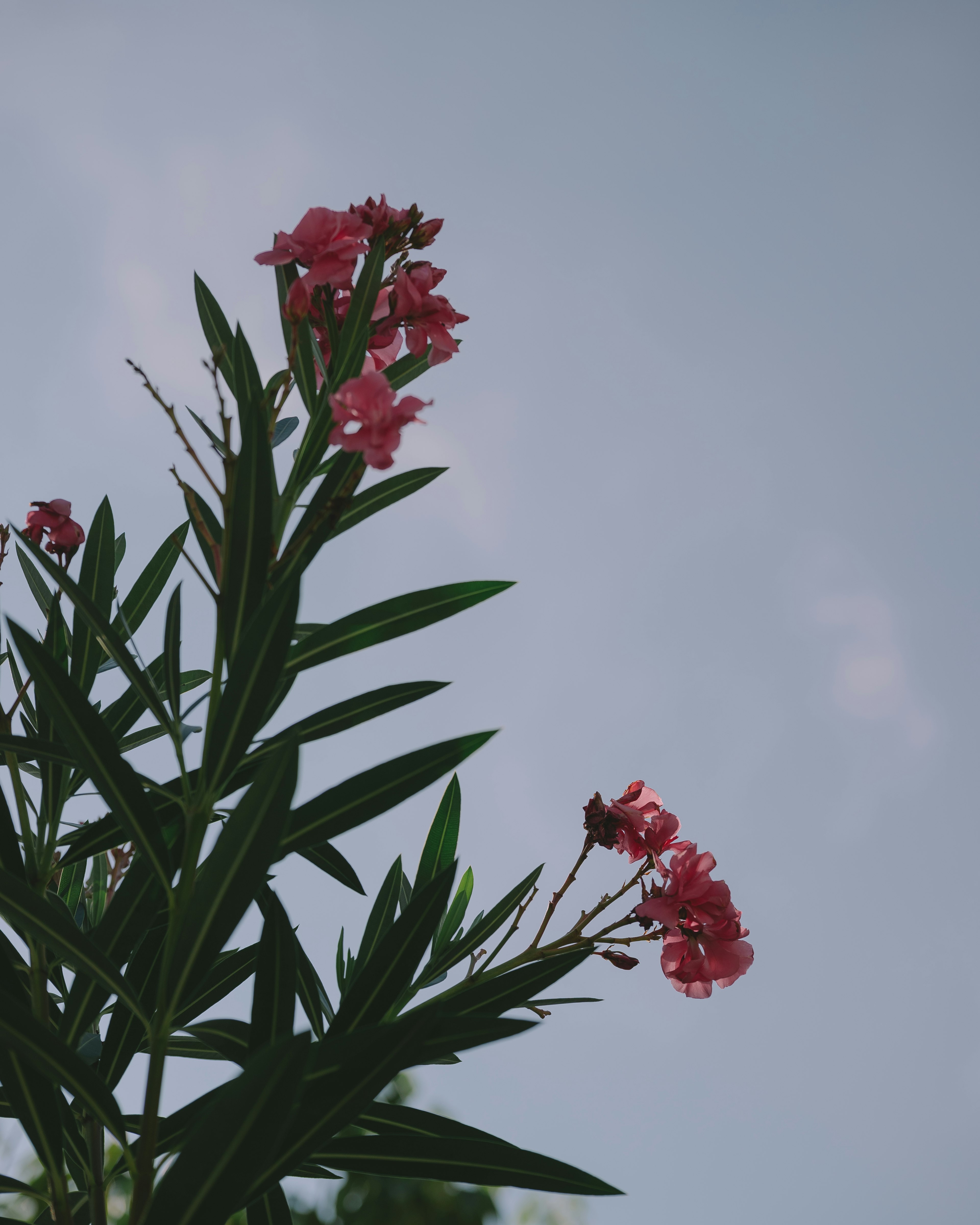 青空に映えるピンクの花が咲く植物の上部