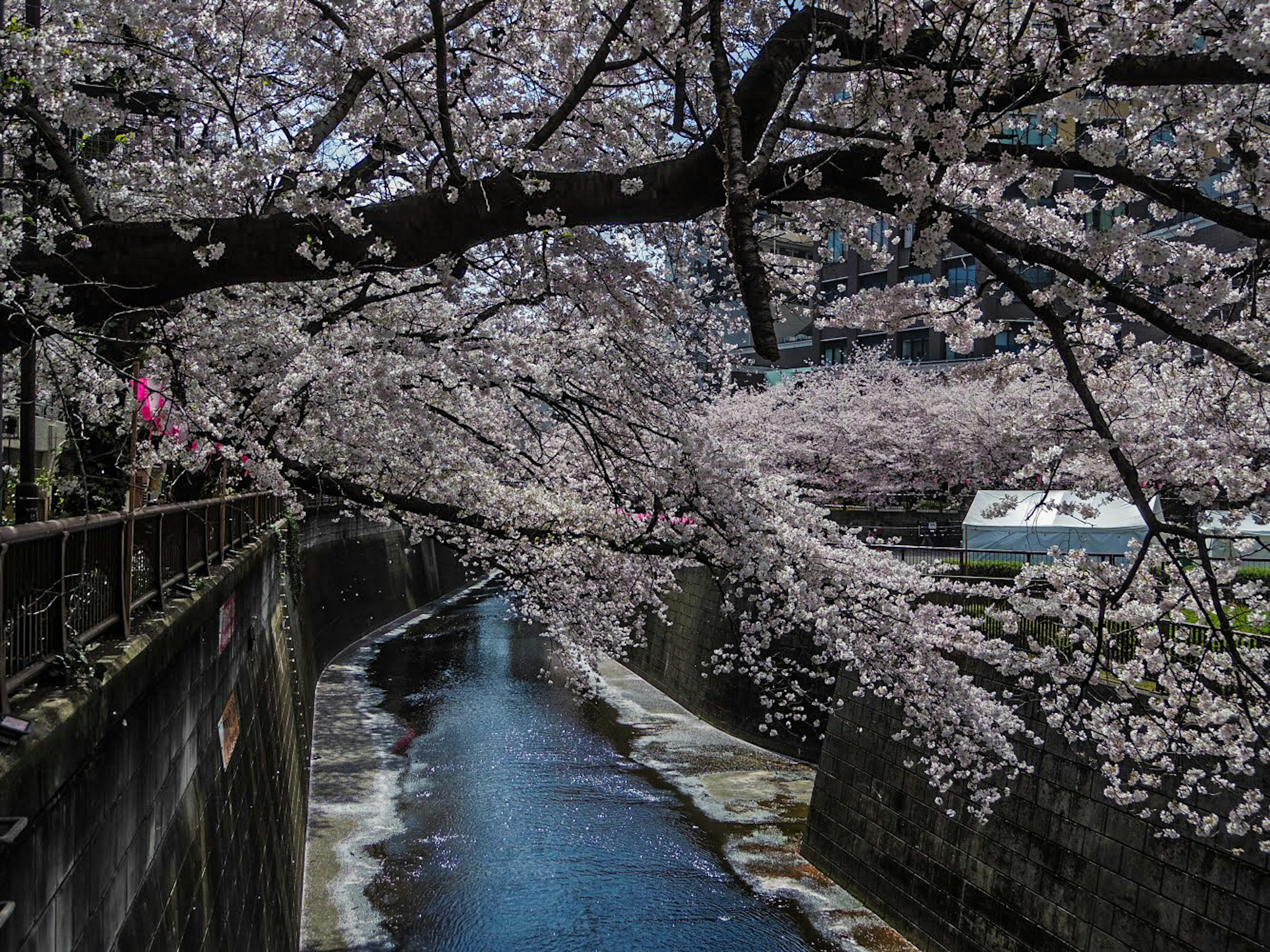 Beautiful scenery with cherry blossom trees arching over a river