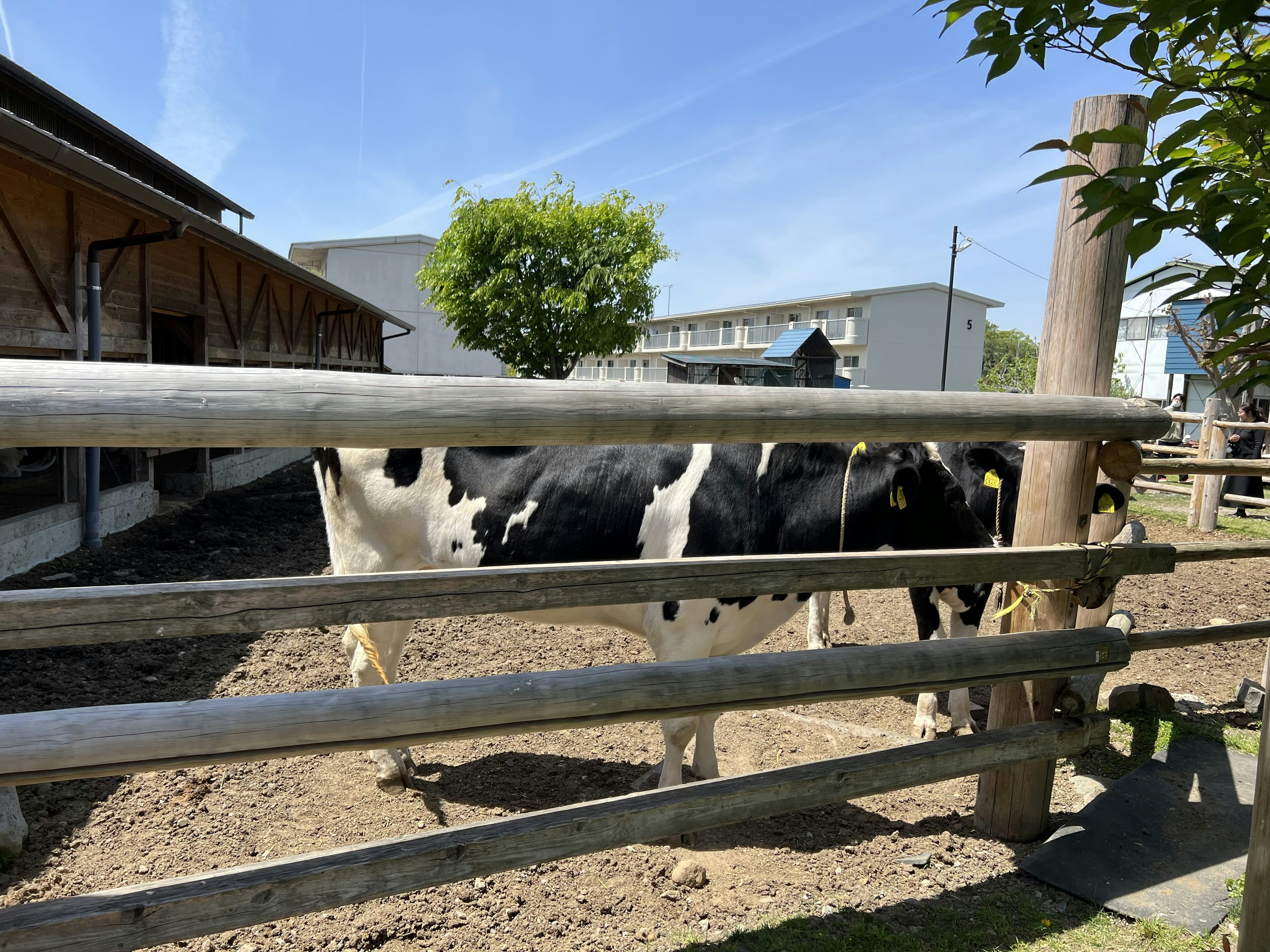 Una vaca de pie cerca de una cerca en un entorno de granja