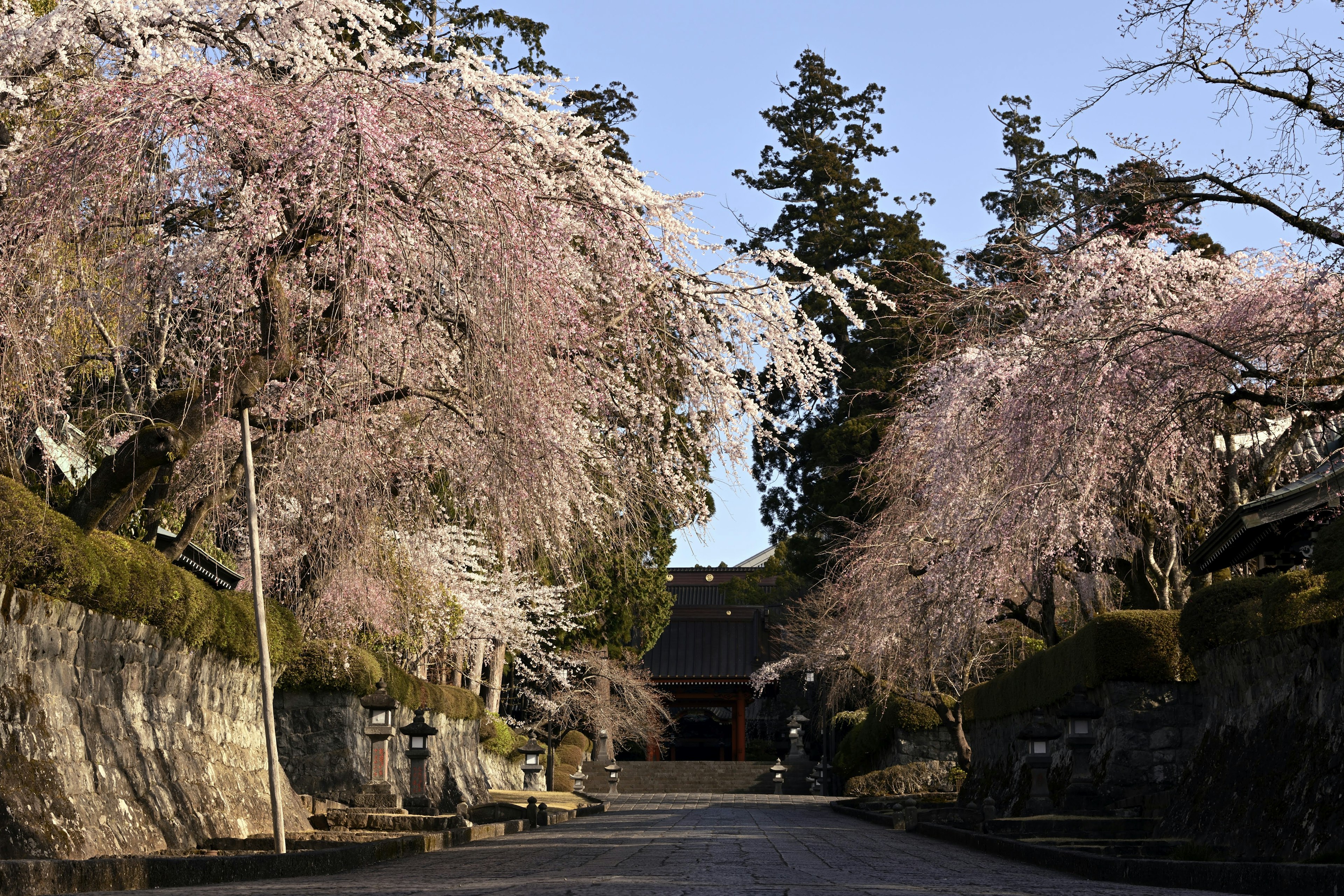 桜の木が並ぶ静かな道と寺院の入り口