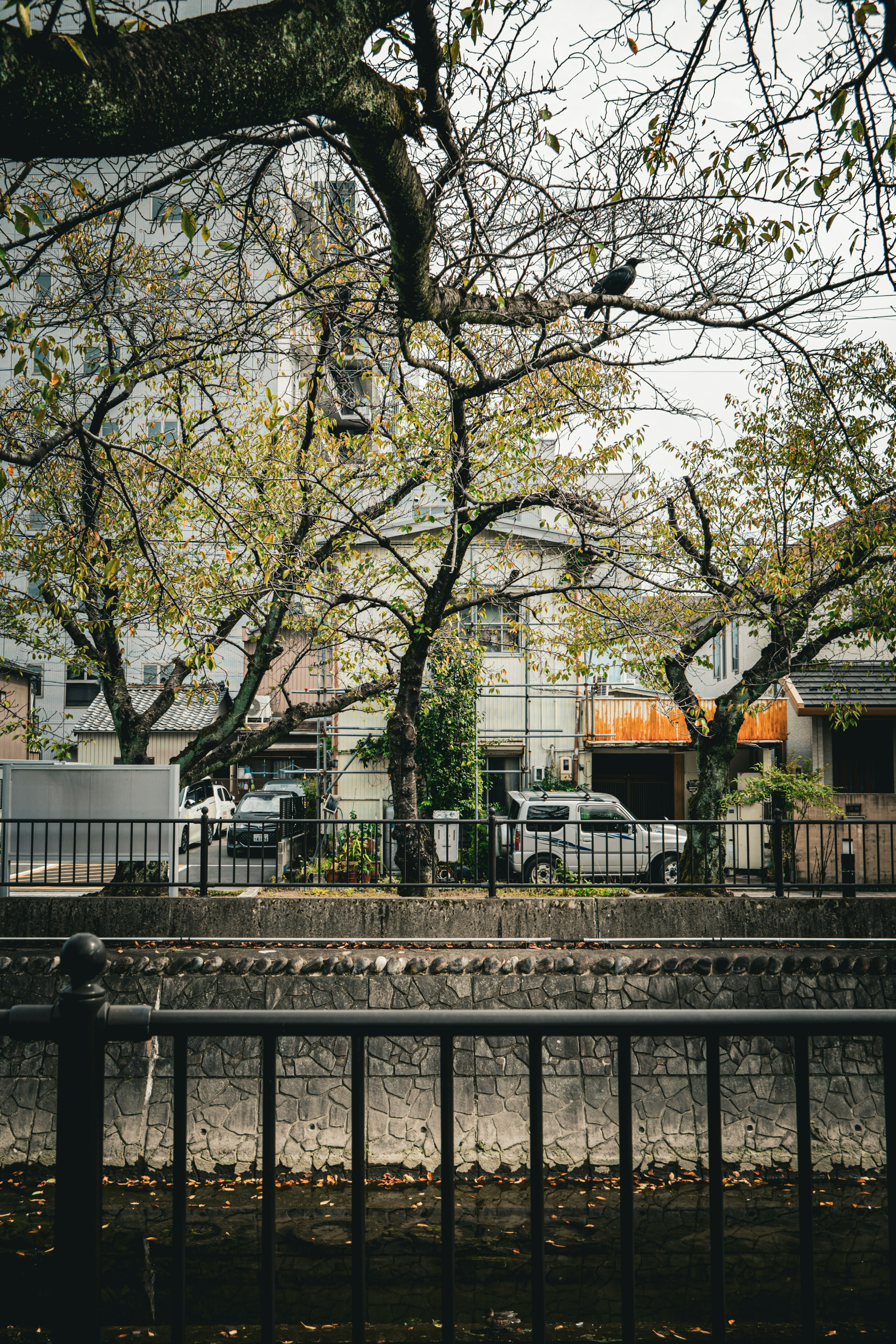 Scena autunnale con alberi spogli e edifici