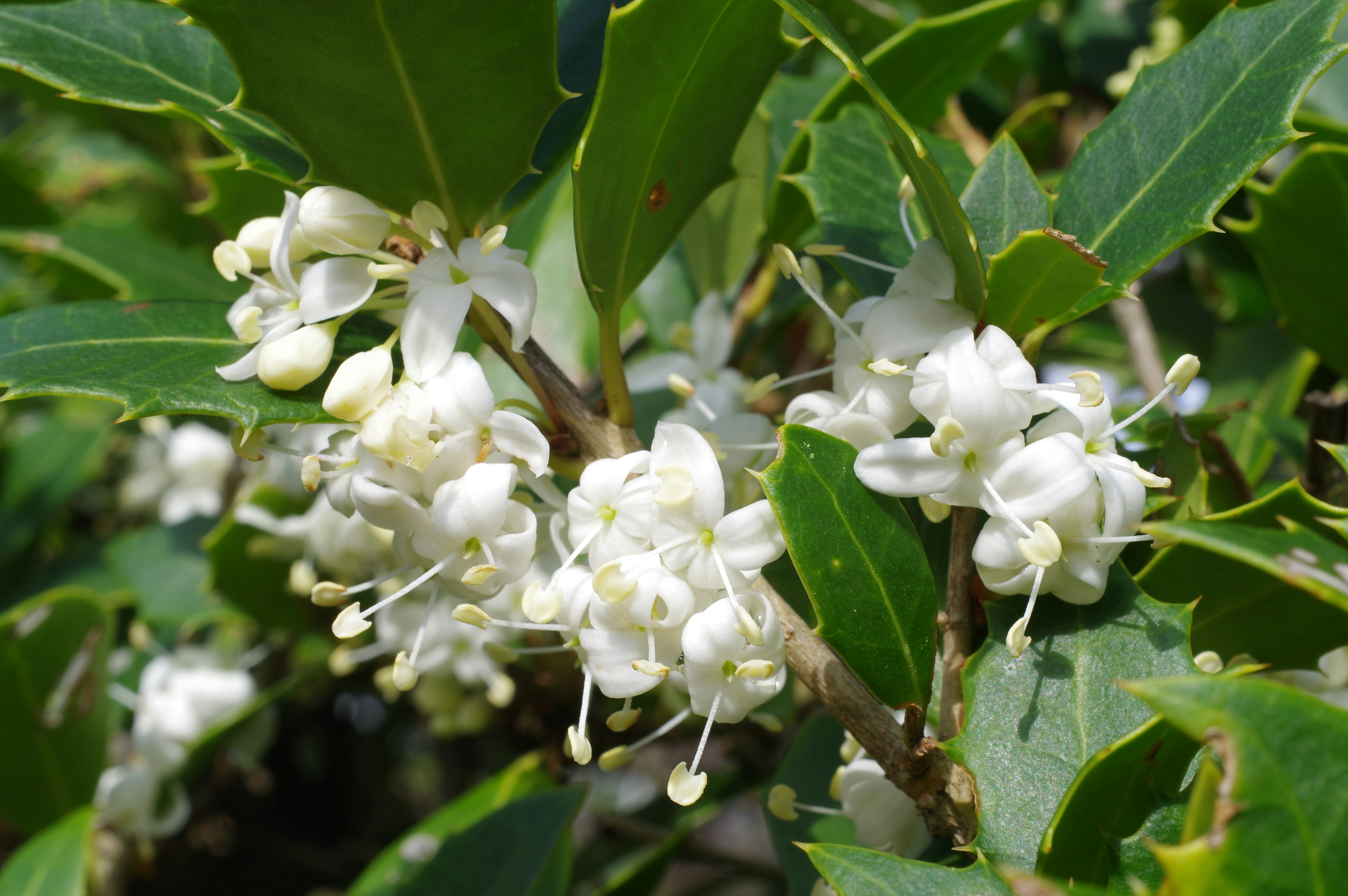 Nahaufnahme einer Pflanze mit weißen Blüten und grünen Blättern