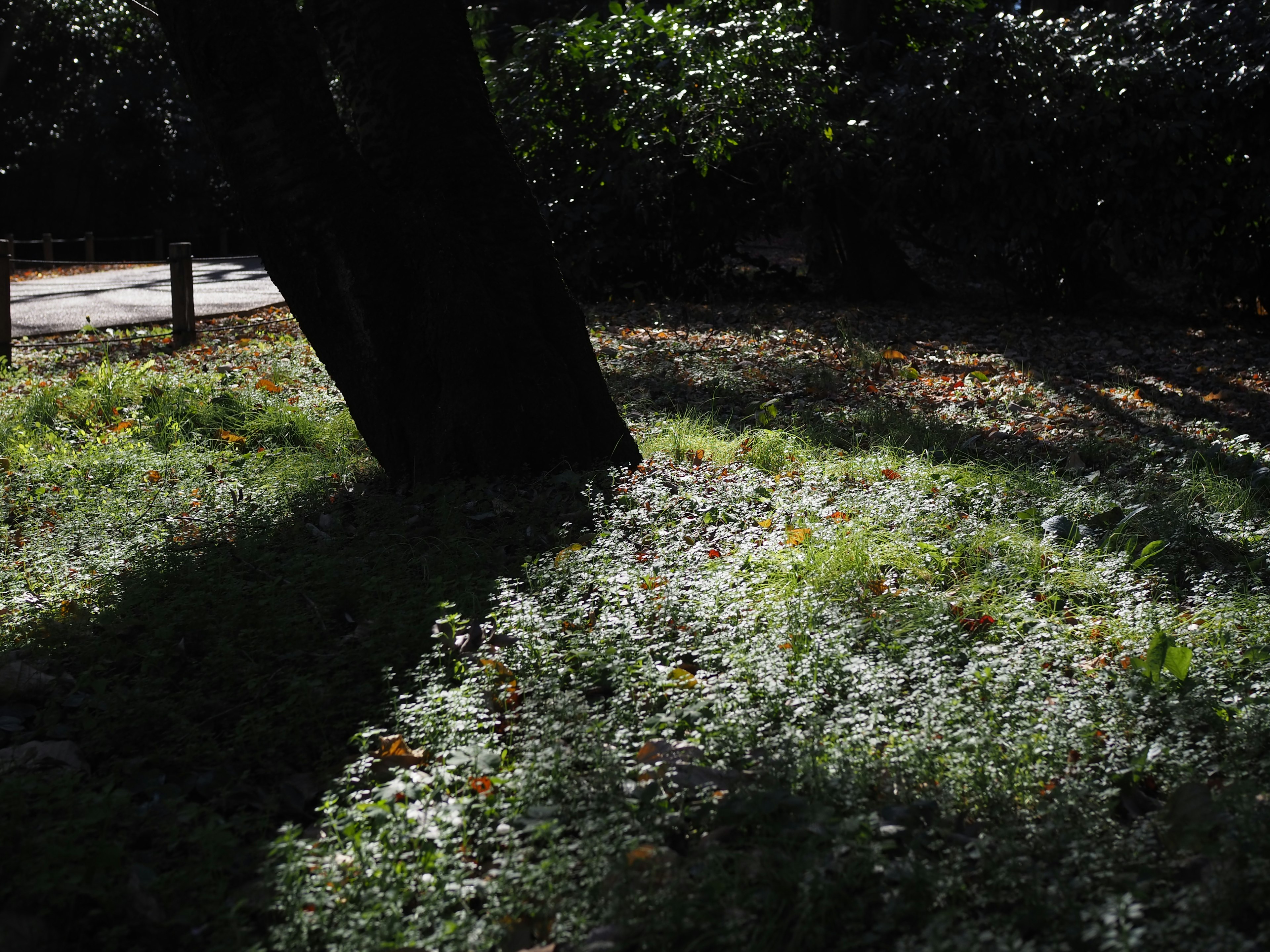 Escena de parque con sombras de árboles y hierba verde