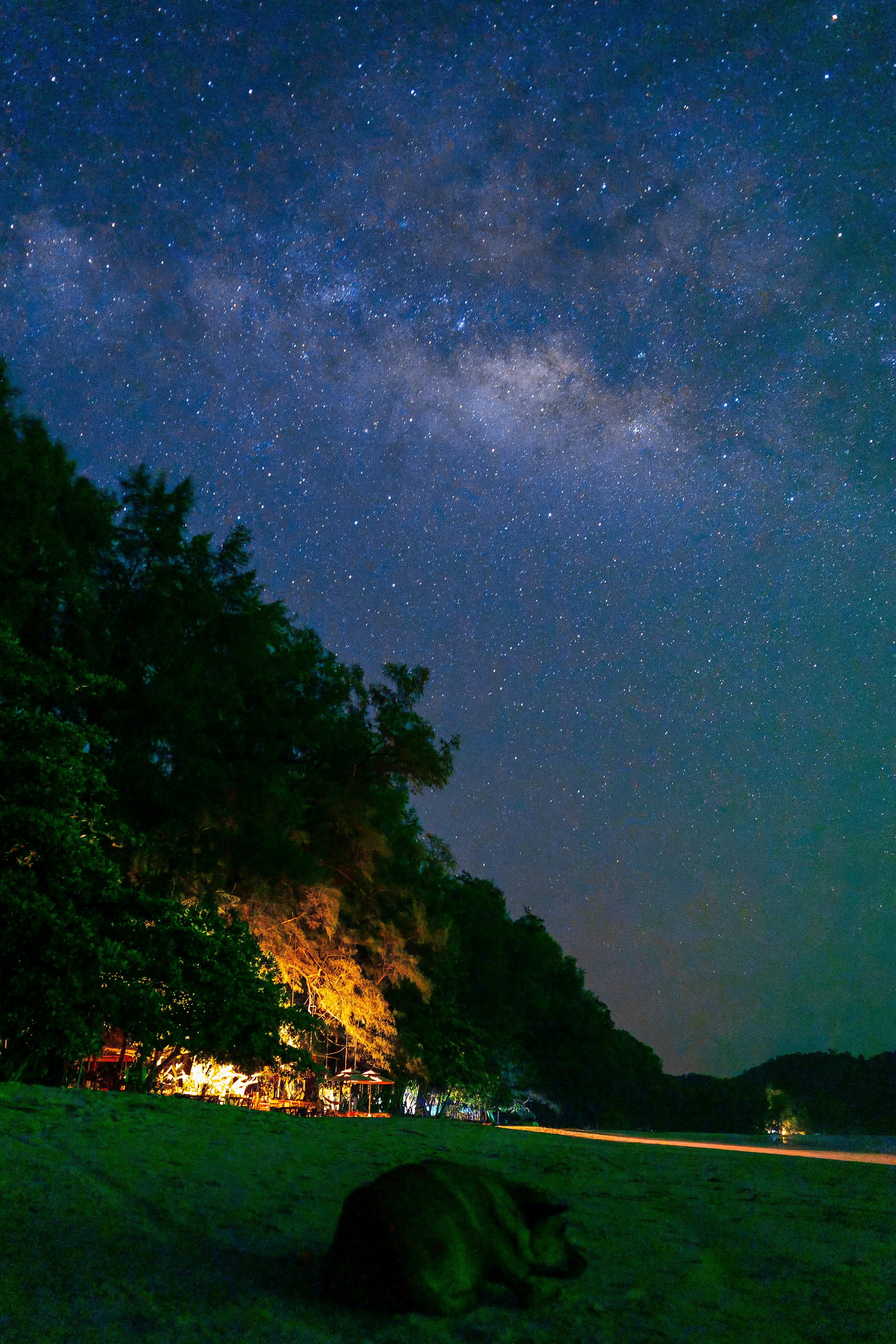 星空の下で静かなビーチに横たわる犬と周囲の木々