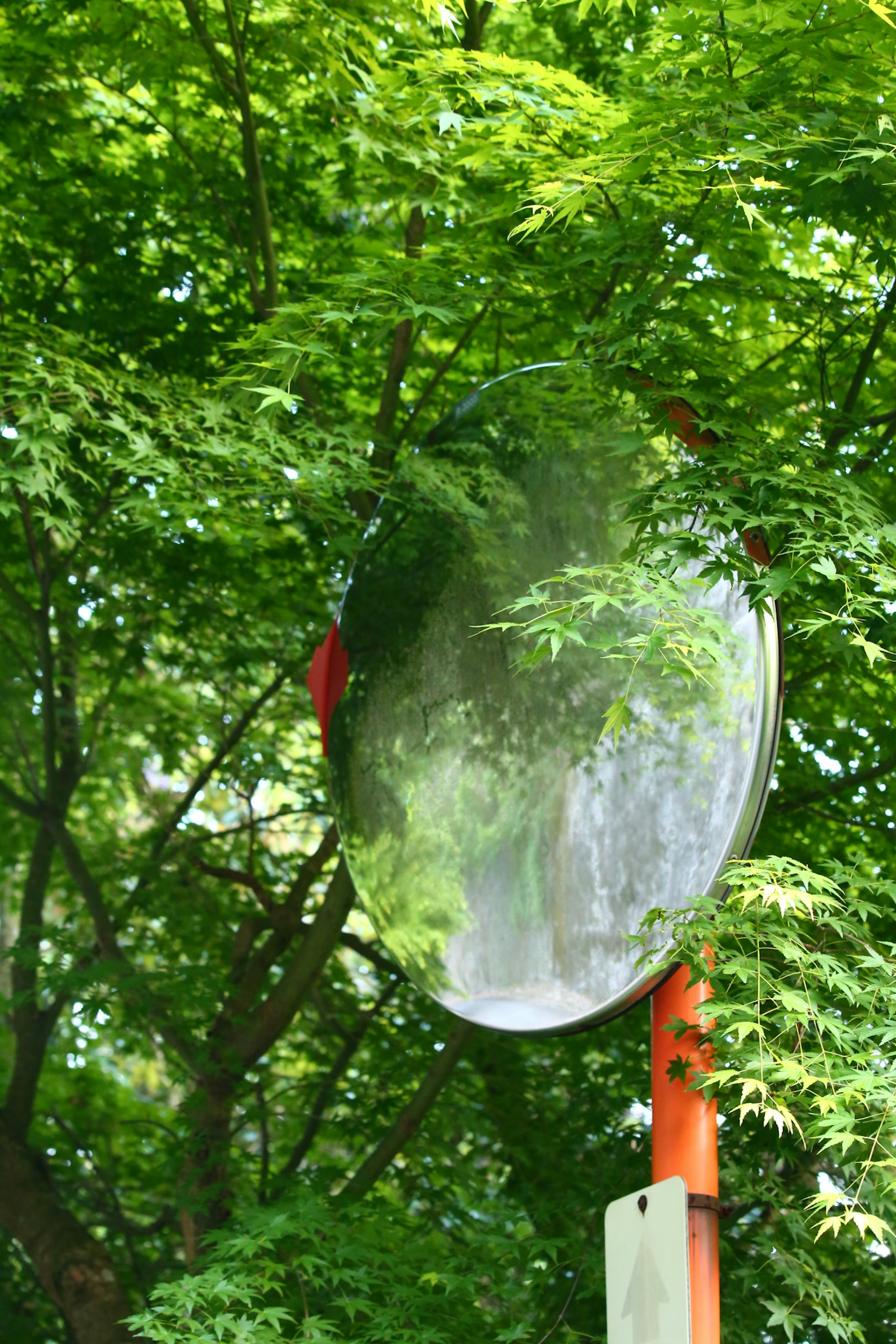 Round mirror reflecting greenery surrounded by trees