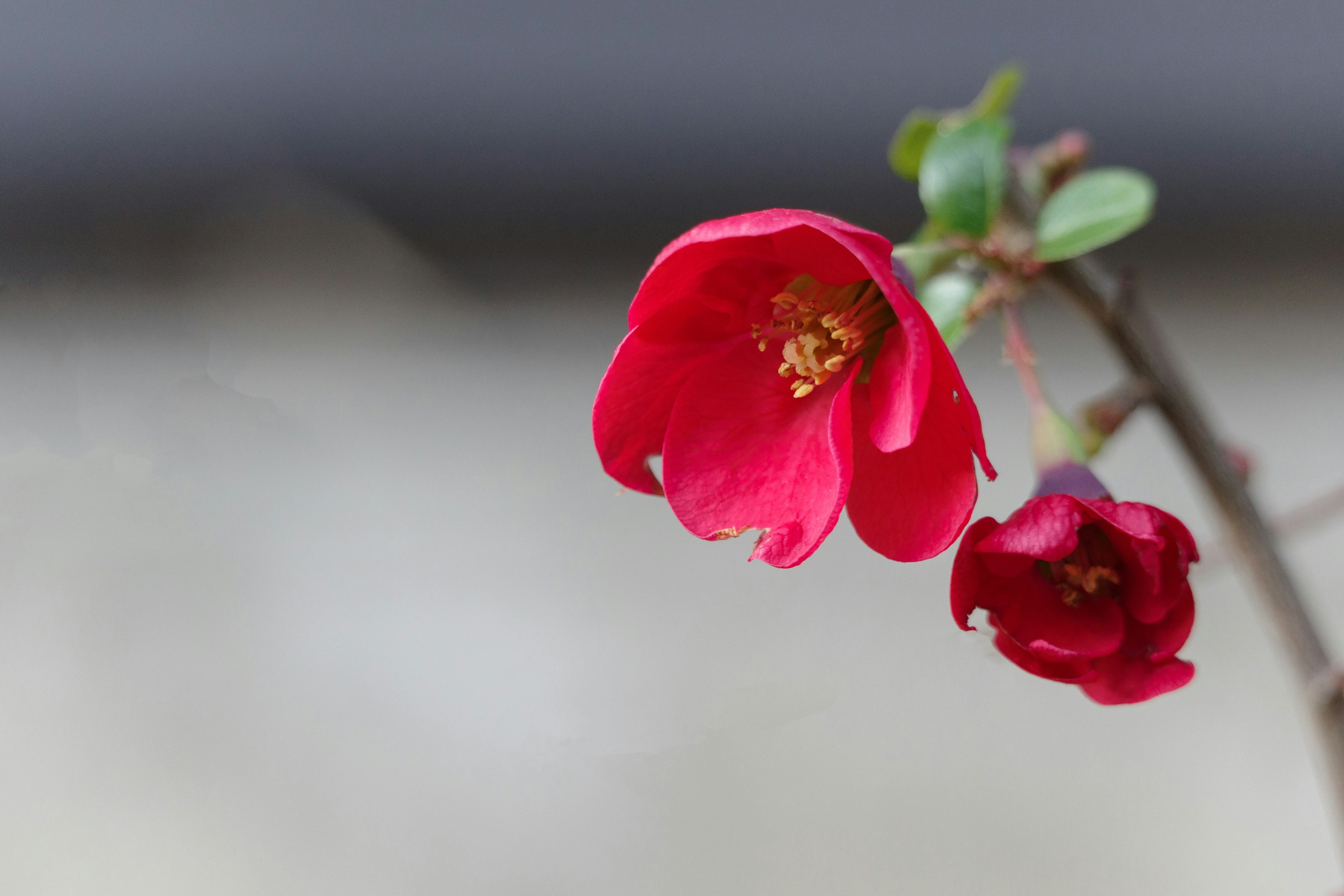 Nahaufnahme eines Zweigs mit roten Blüten und einer Knospe