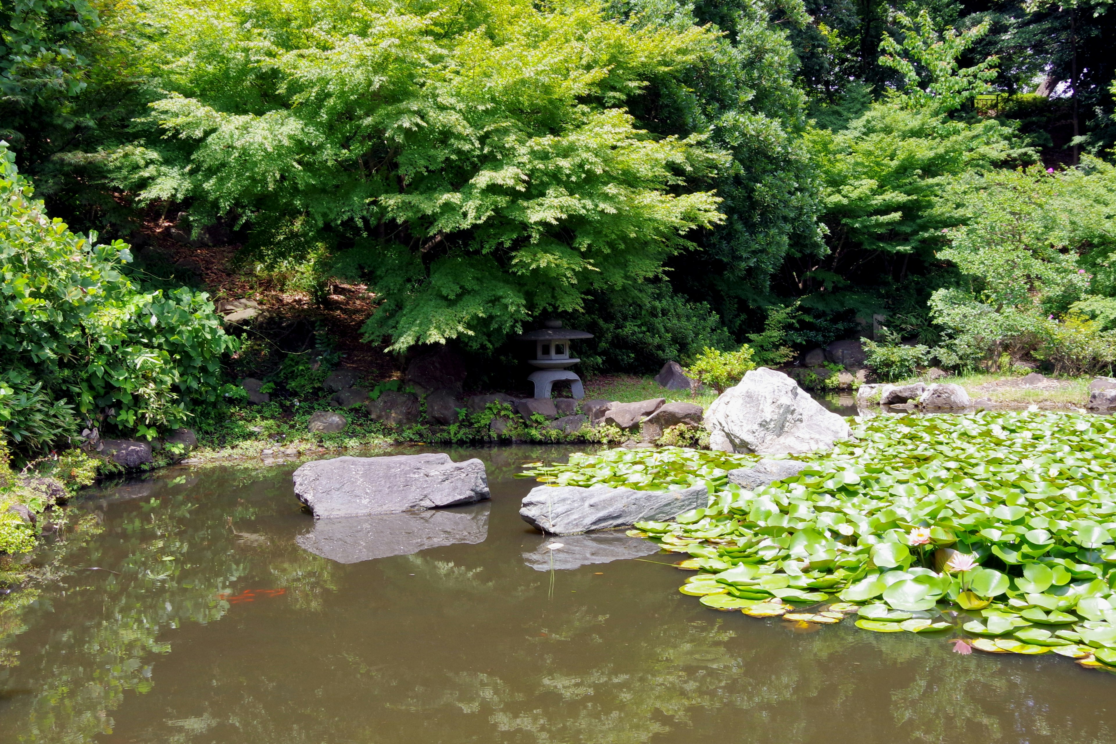 Serene pond surrounded by lush greenery and rocks with floating water lilies