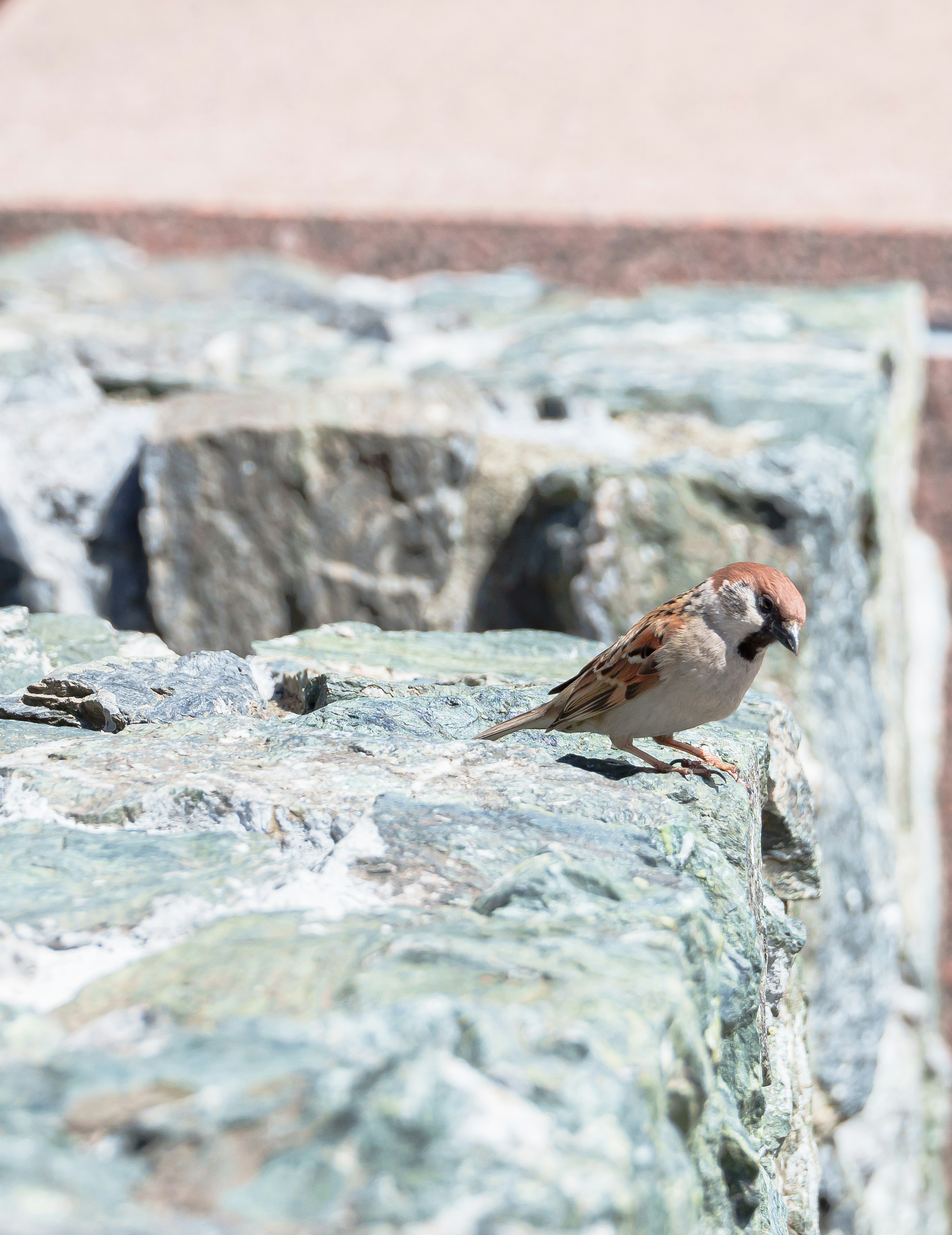 Un petit moineau perché sur une surface rocheuse