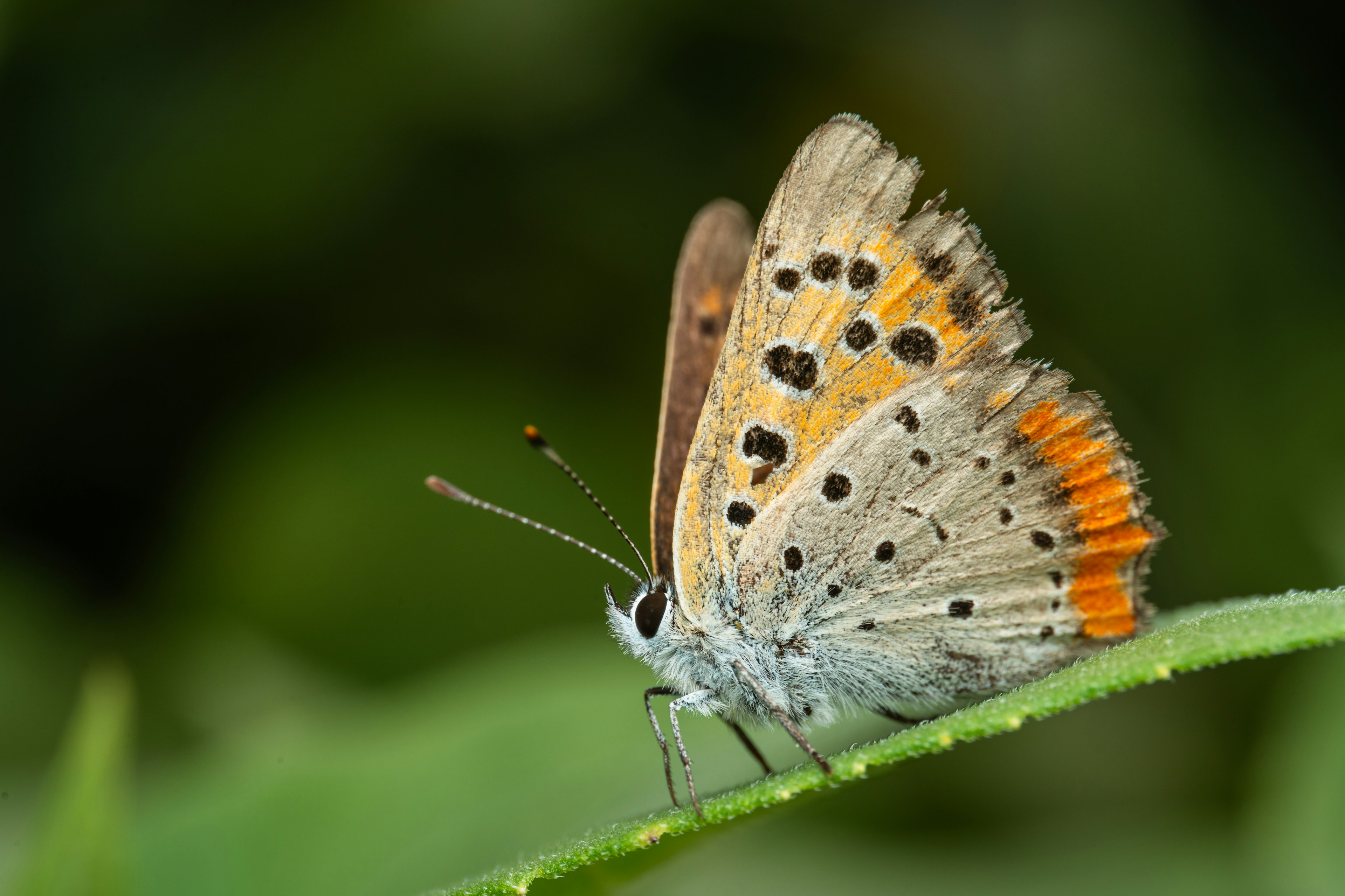 Ein kleiner Schmetterling mit orangefarbenen Punkten, der auf einem Blatt sitzt