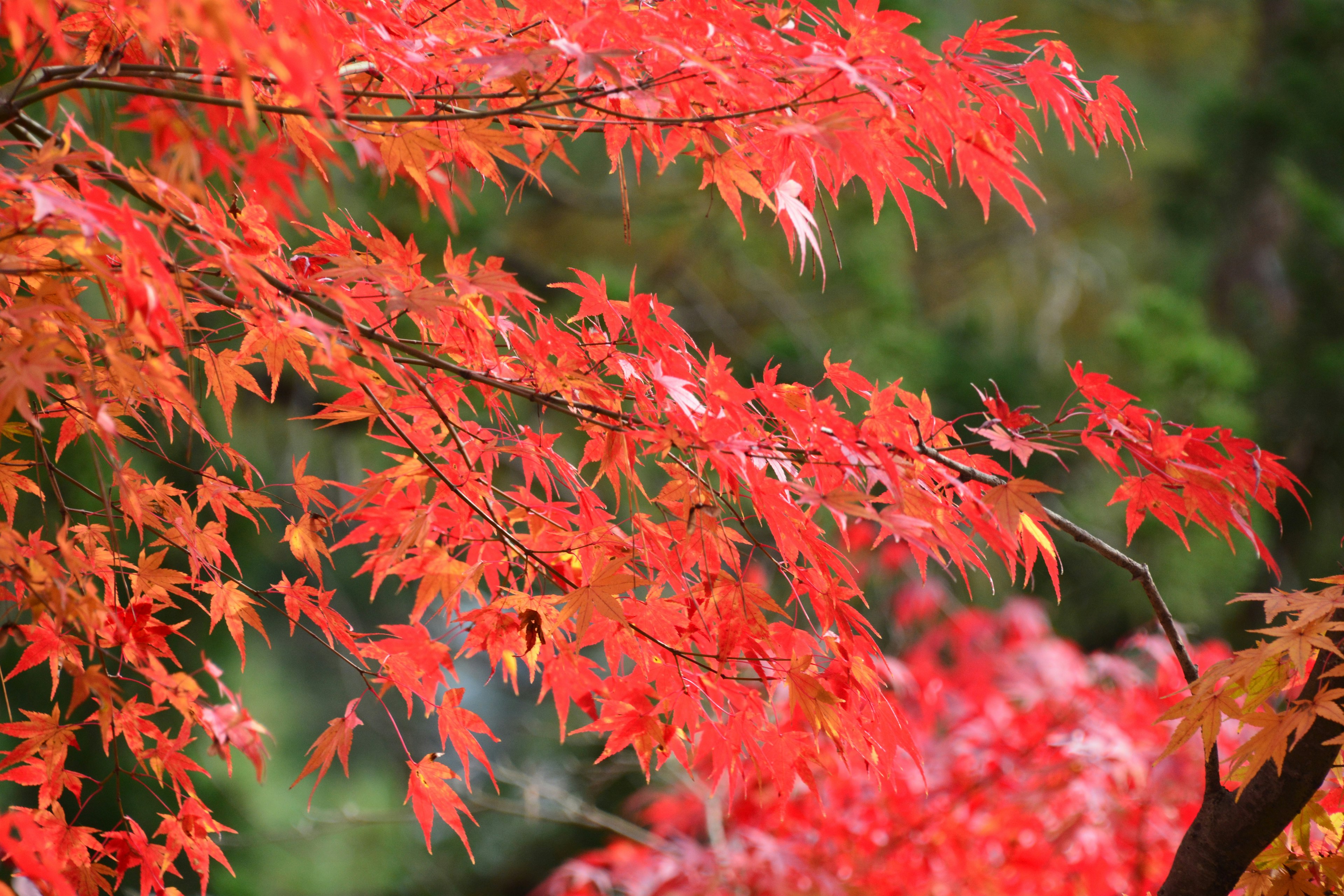 Kedekatan daun maple merah dan oranye yang cerah di cabang