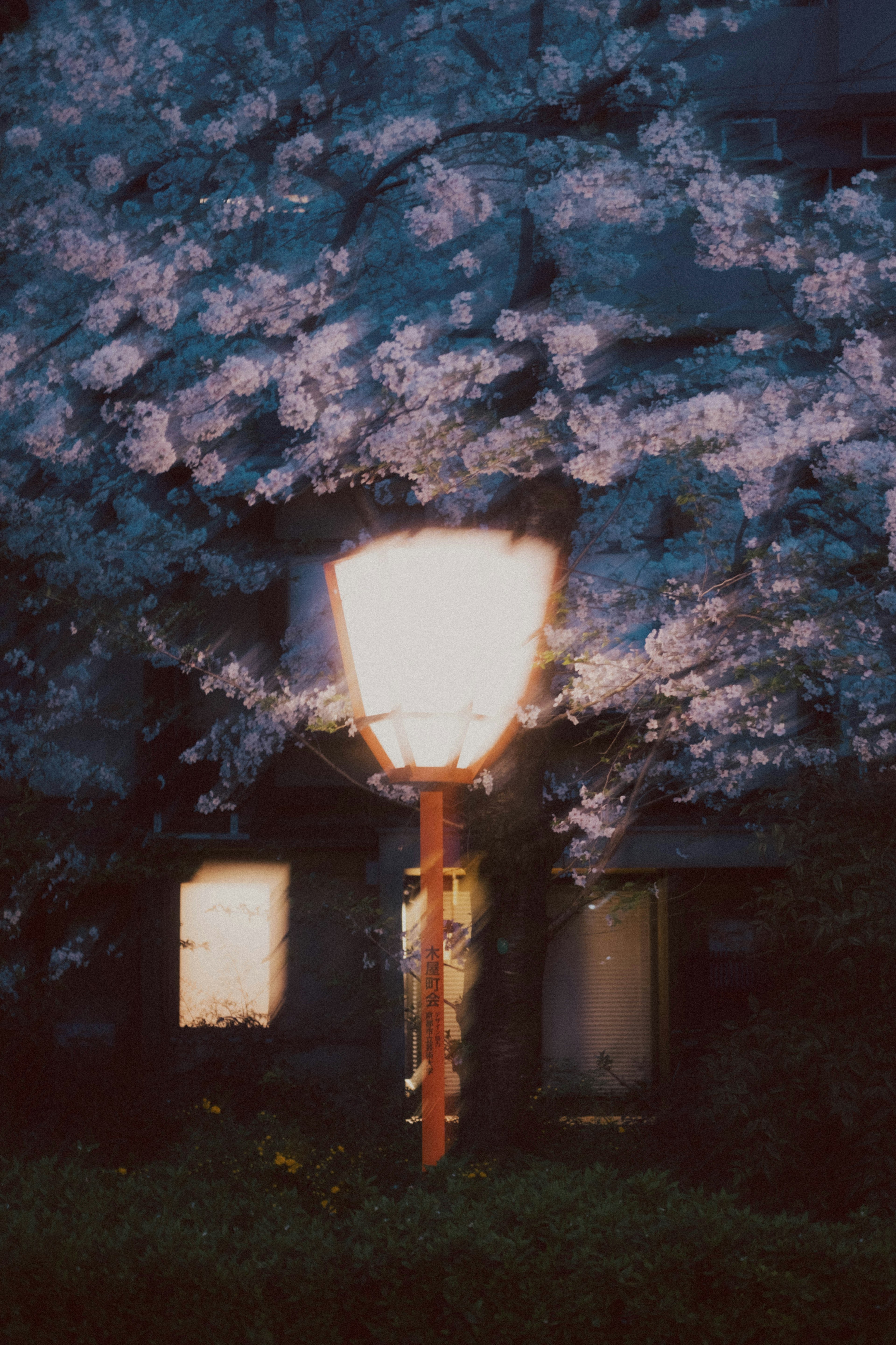 夜桜と街灯の風景