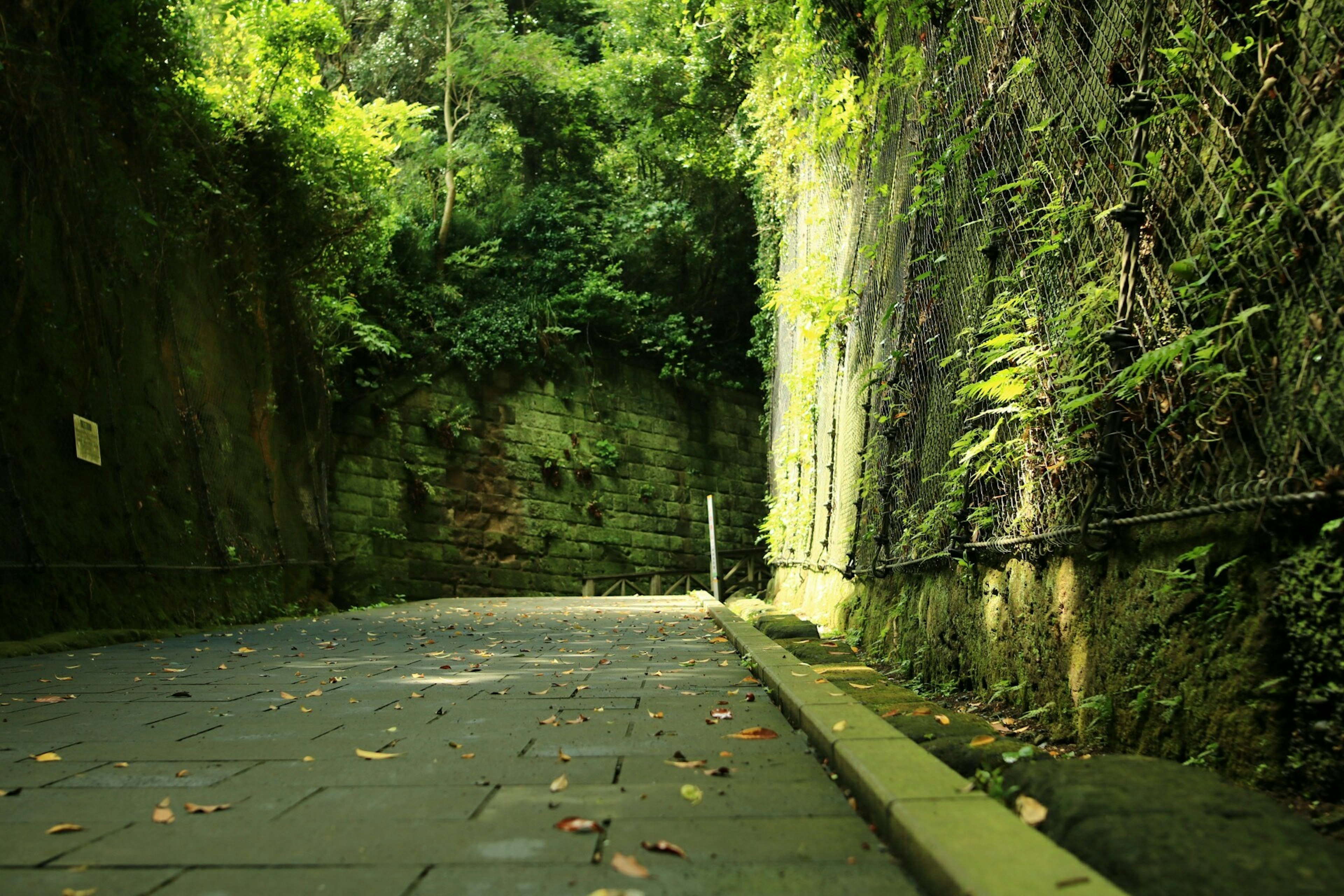 Image d'un chemin couvert de verdure avec des pavés en pierre et des plantes environnantes