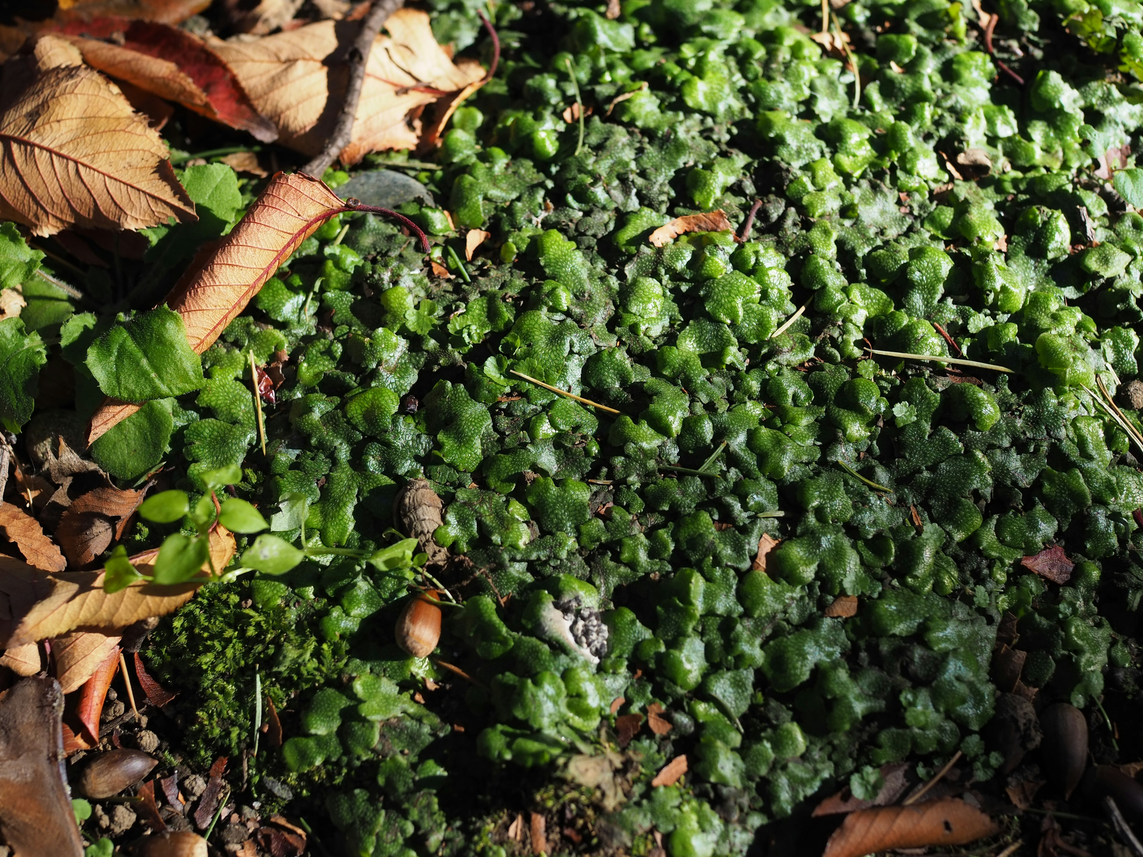 緑色の植物が地面を覆っている画像 落ち葉が周囲に散らばっている