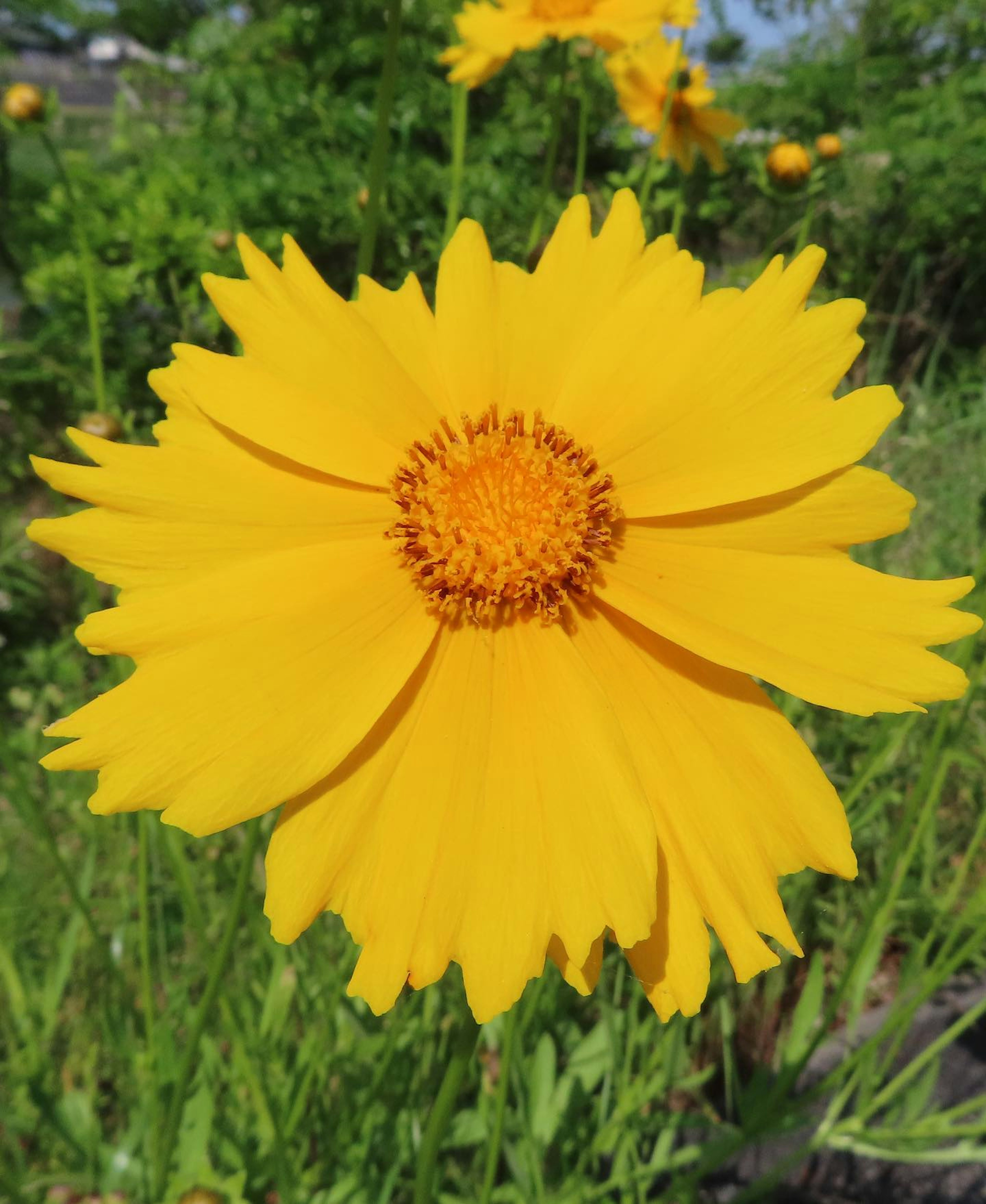 鮮やかな黄色の花が緑の葉の間に咲いている