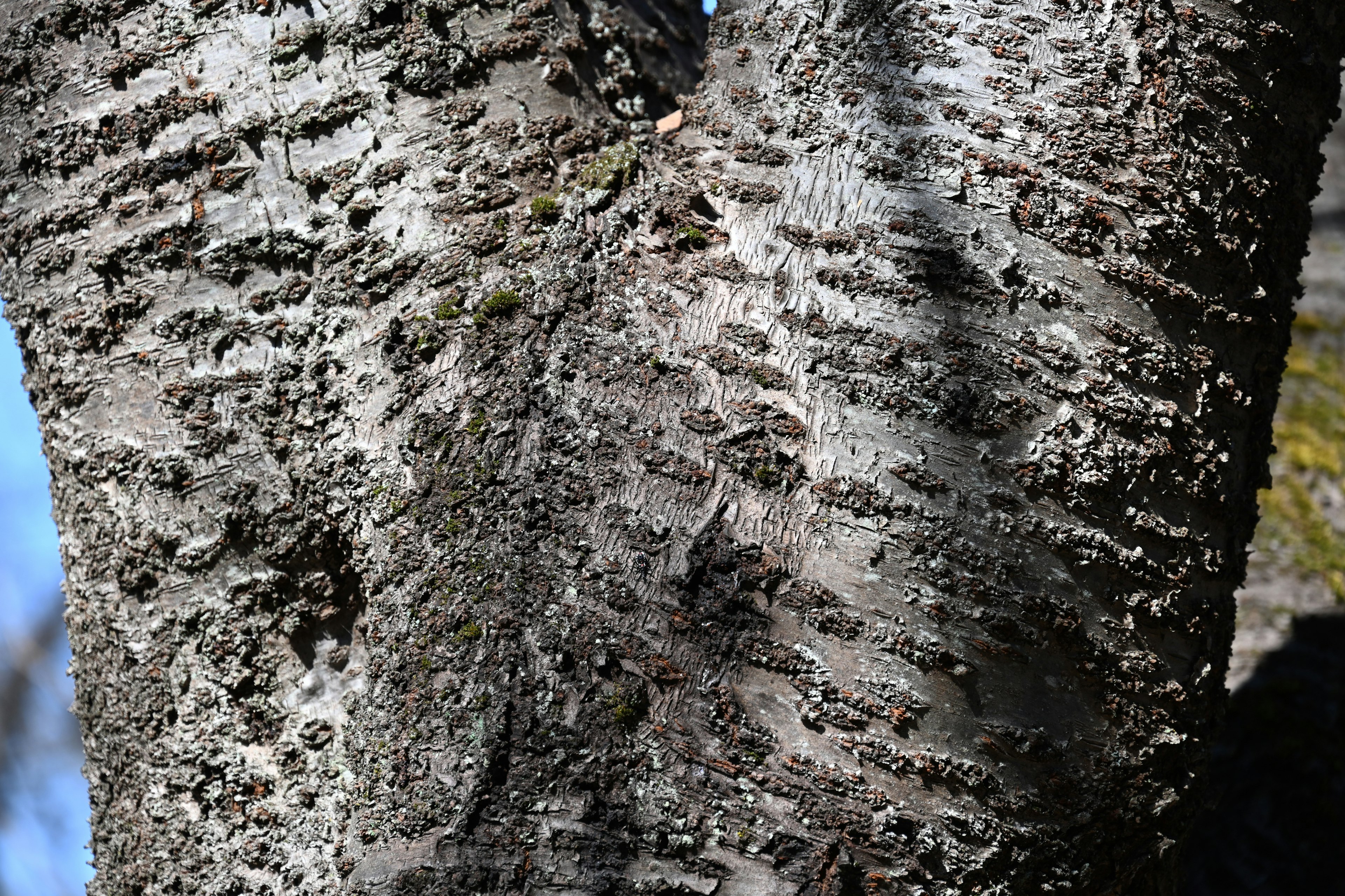 Gros plan de l'écorce d'un arbre montrant des textures et des motifs complexes