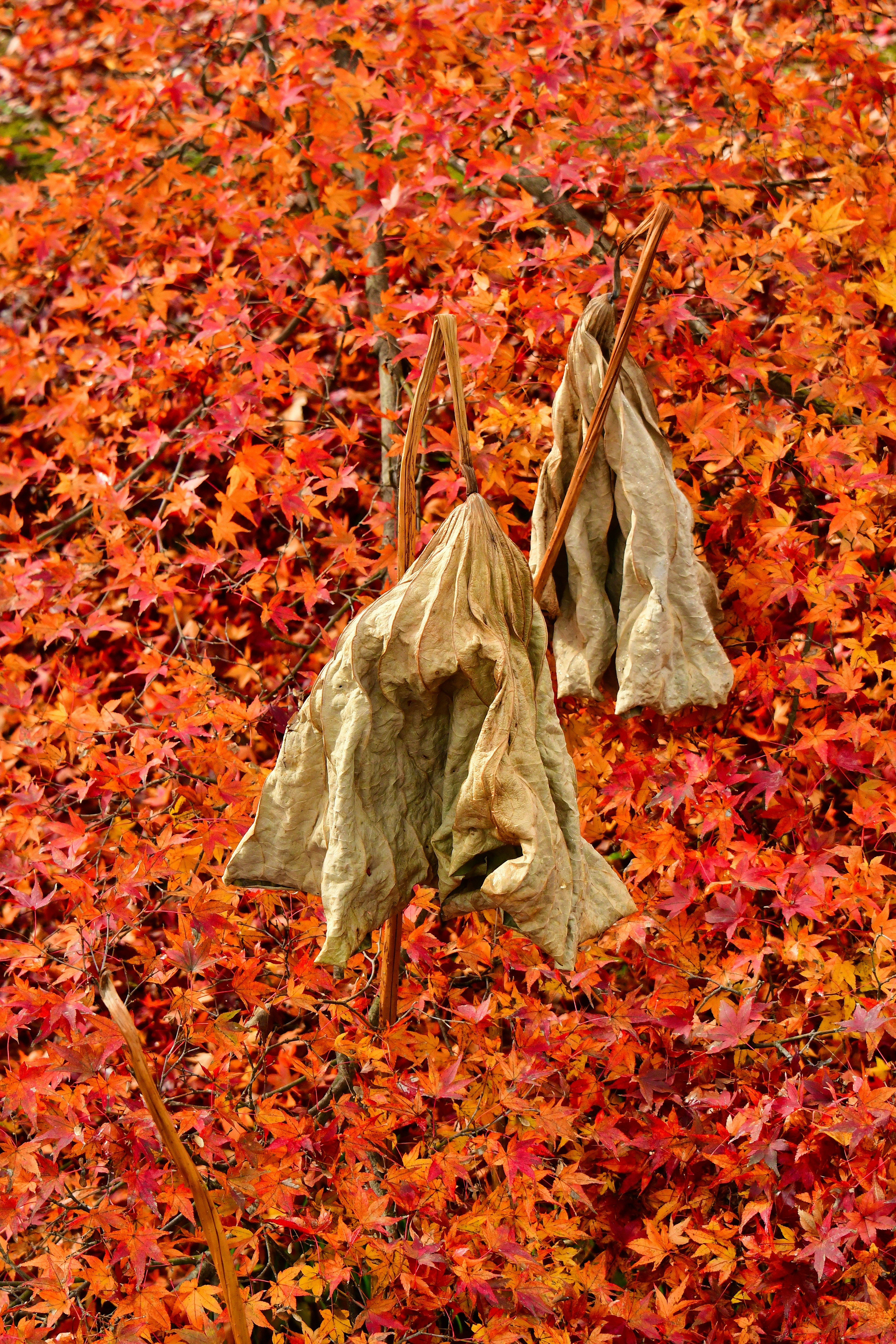 鮮やかなオレンジの紅葉の中に掛かっている古い衣服