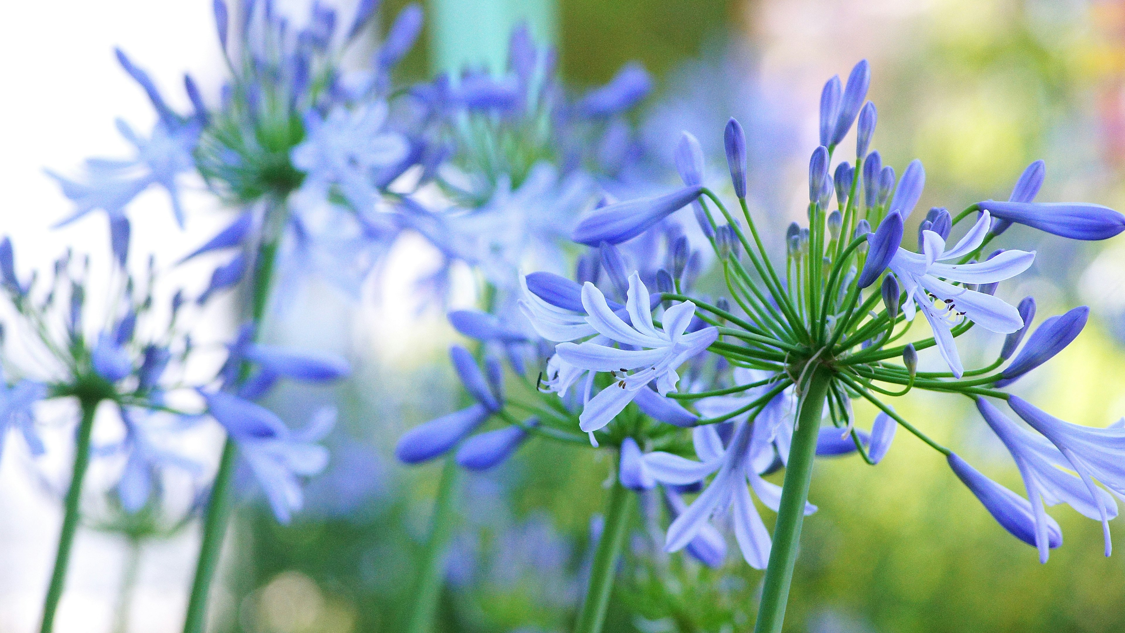 Primo piano di una pianta con fiori blu-viola