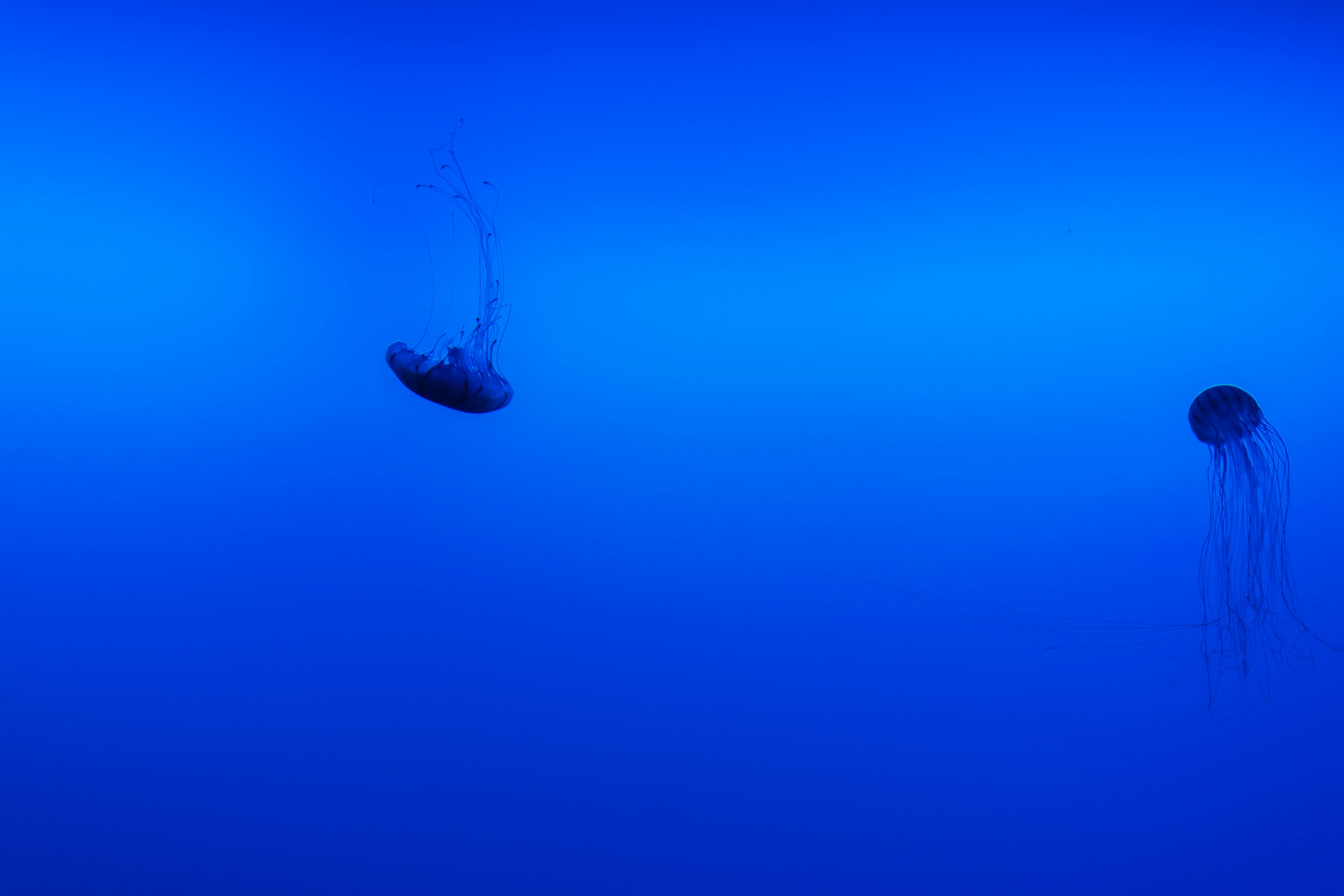 Due meduse che fluttuano su uno sfondo blu