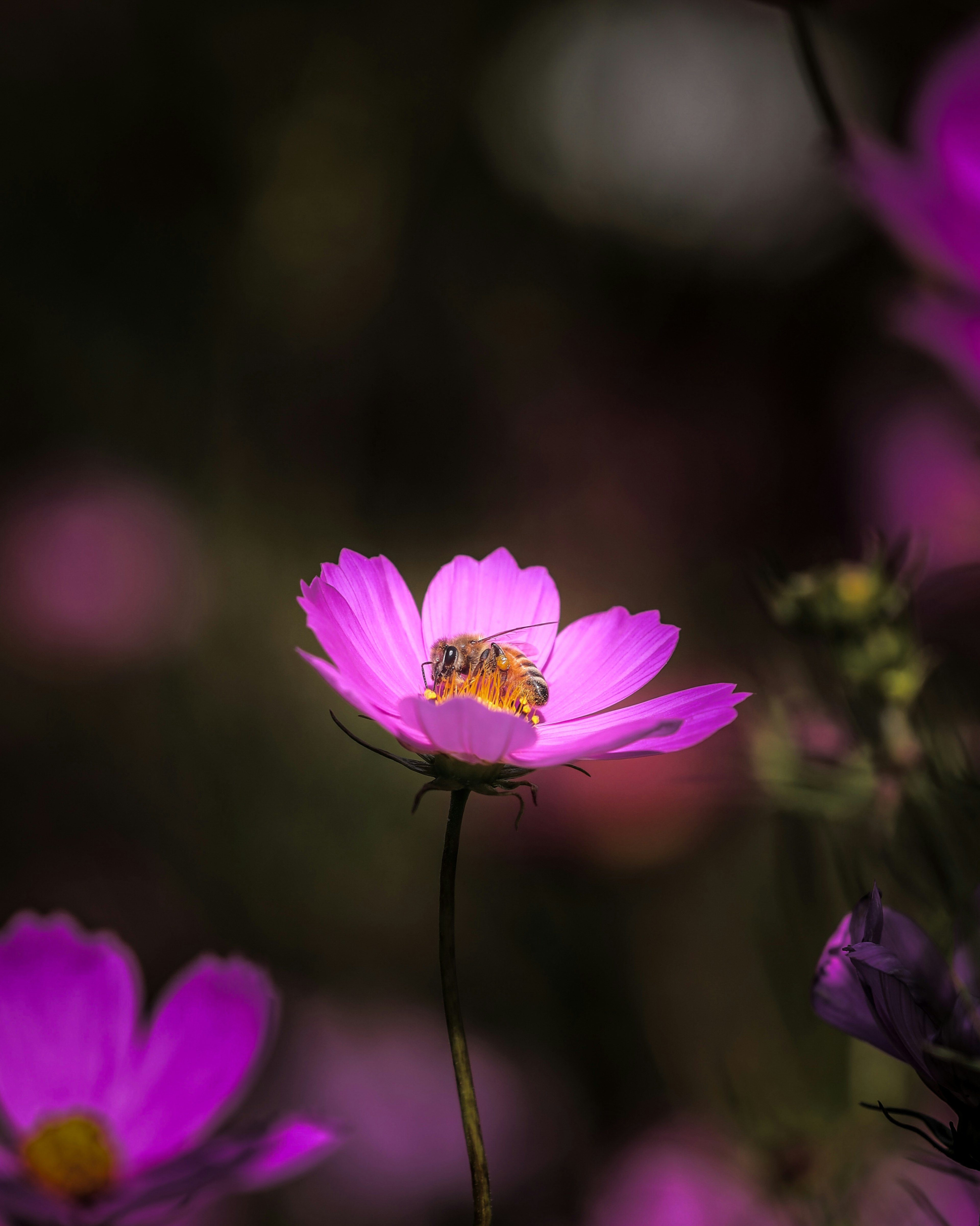 ピンクの花の中心にいる蜂