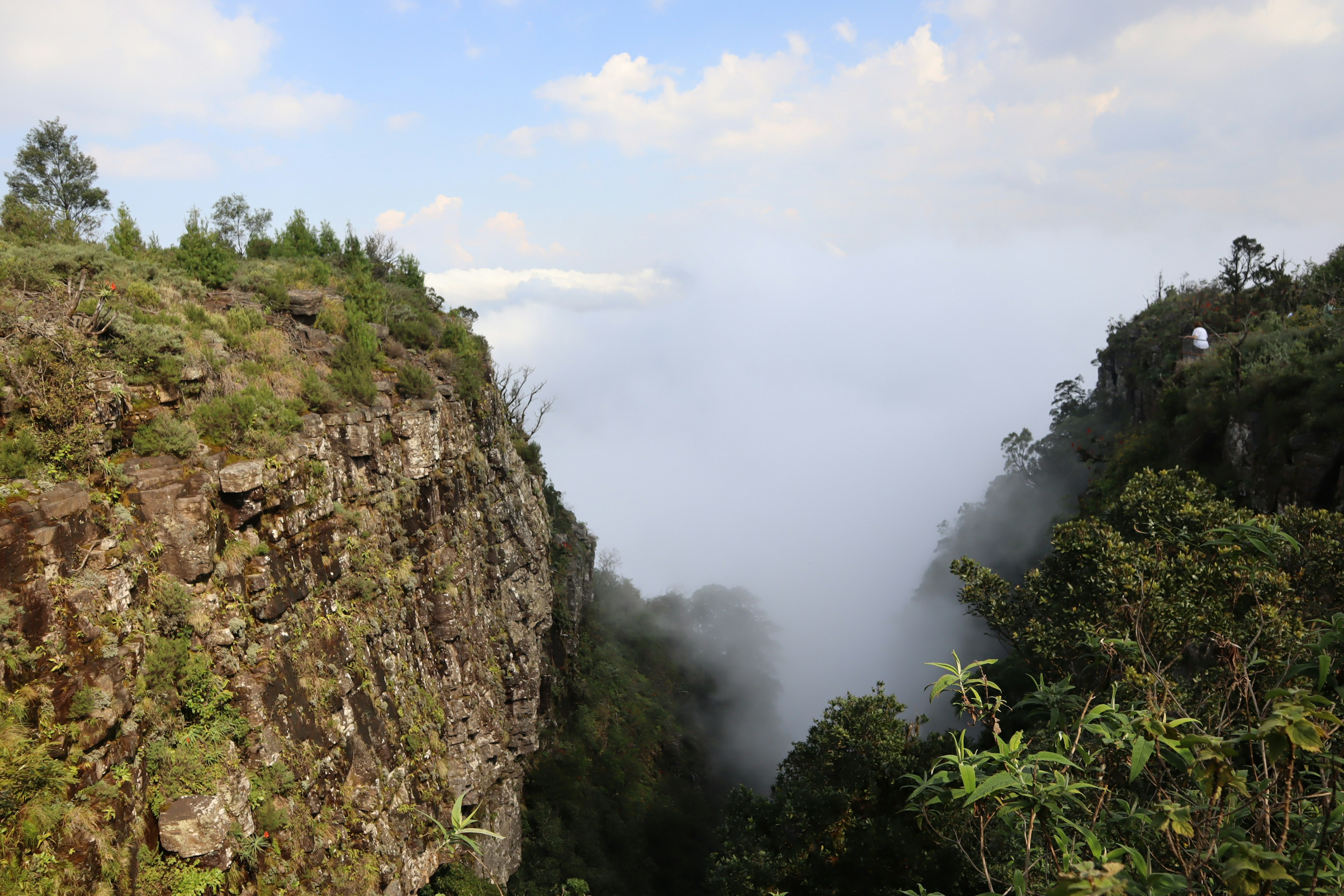 雾气弥漫的山谷景观，绿植和岩石悬崖