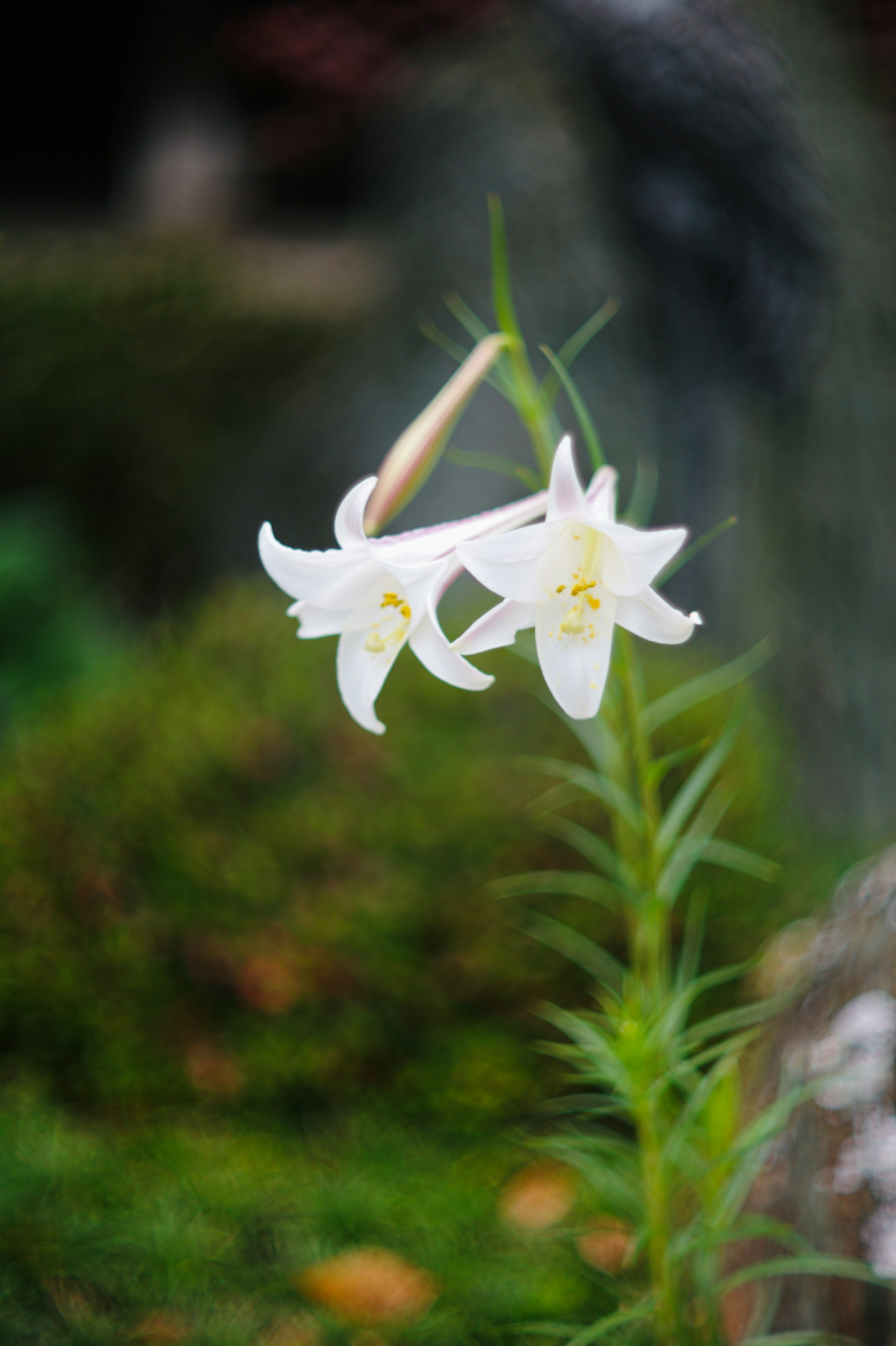 白いユリの花が咲いている庭の風景