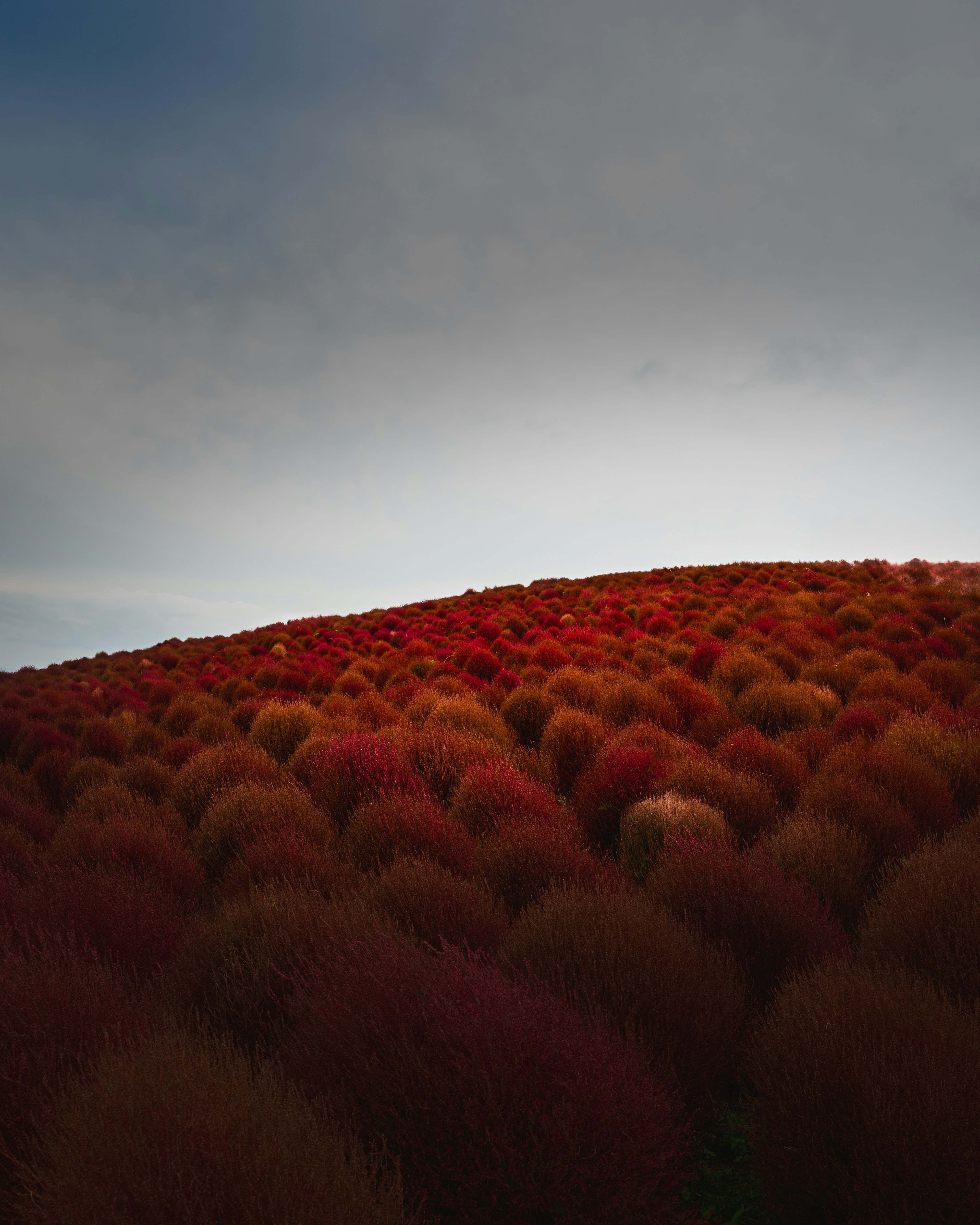 赤と茶色の草原が広がる風景