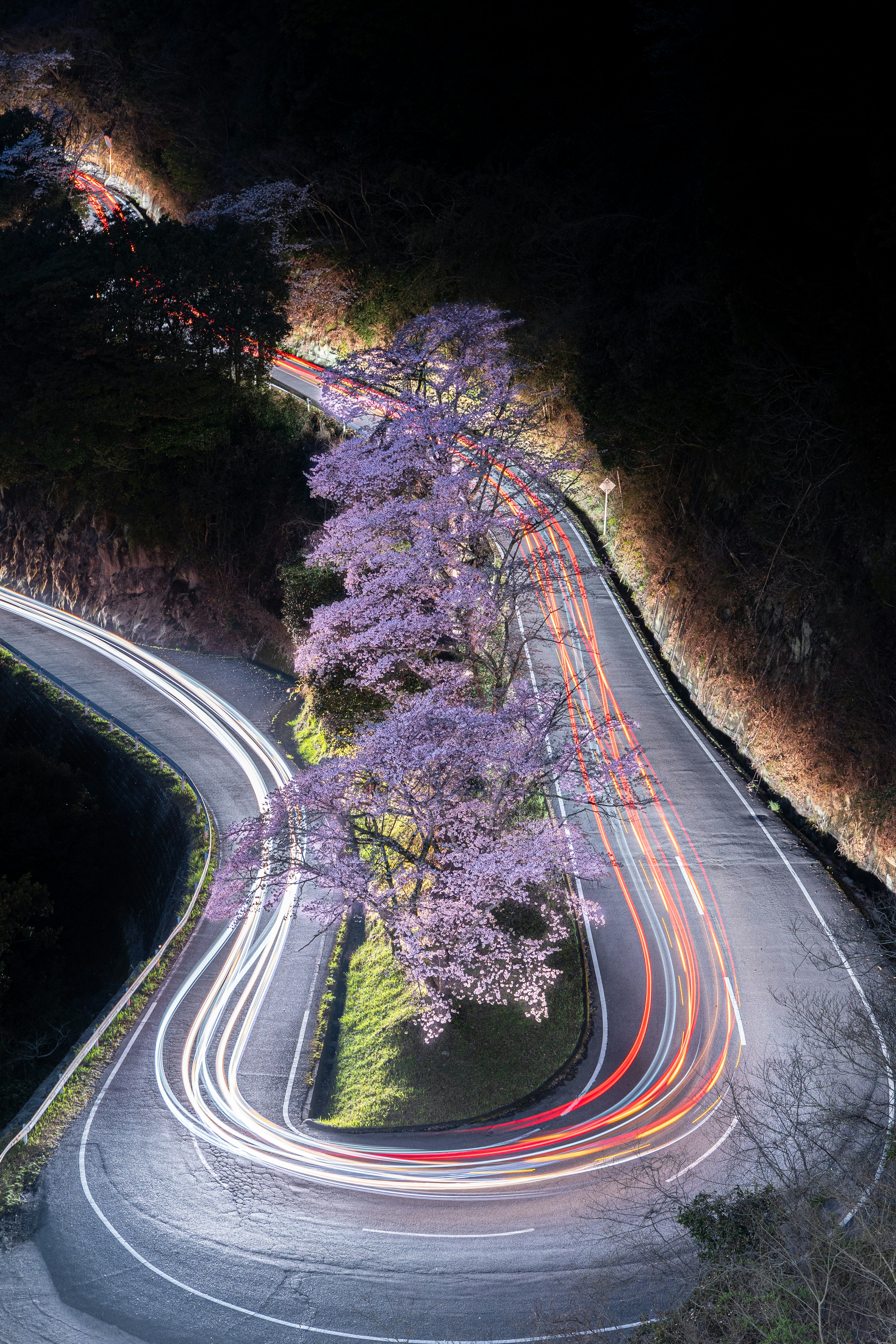 夜の風景に咲く桜の木と曲がる道路の光跡