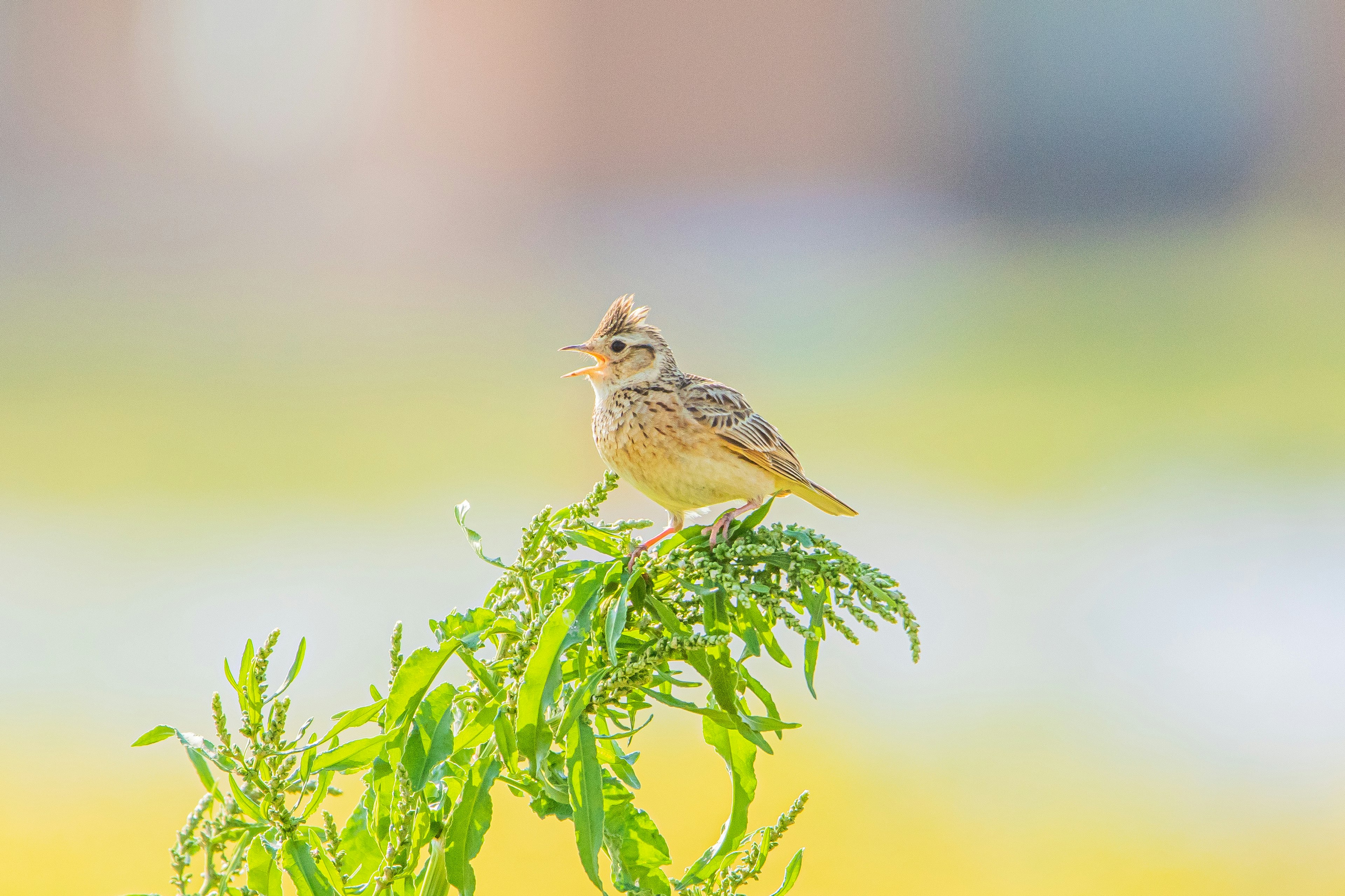 Ein kleiner Vogel sitzt auf grünem Laub vor einem sanften Hintergrund