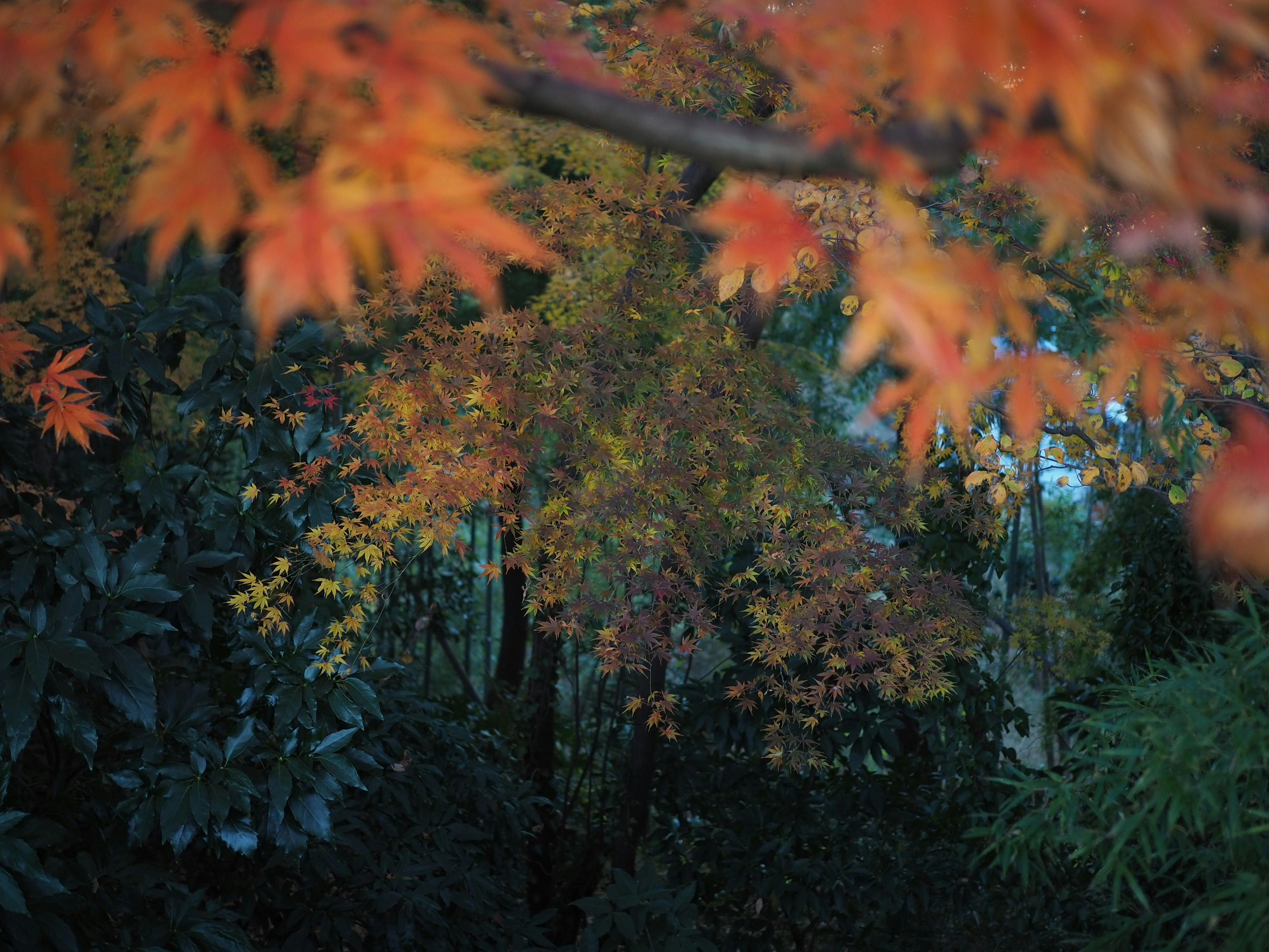 Bellissimo fogliame autunnale con foglie verdi e arancioni vivaci