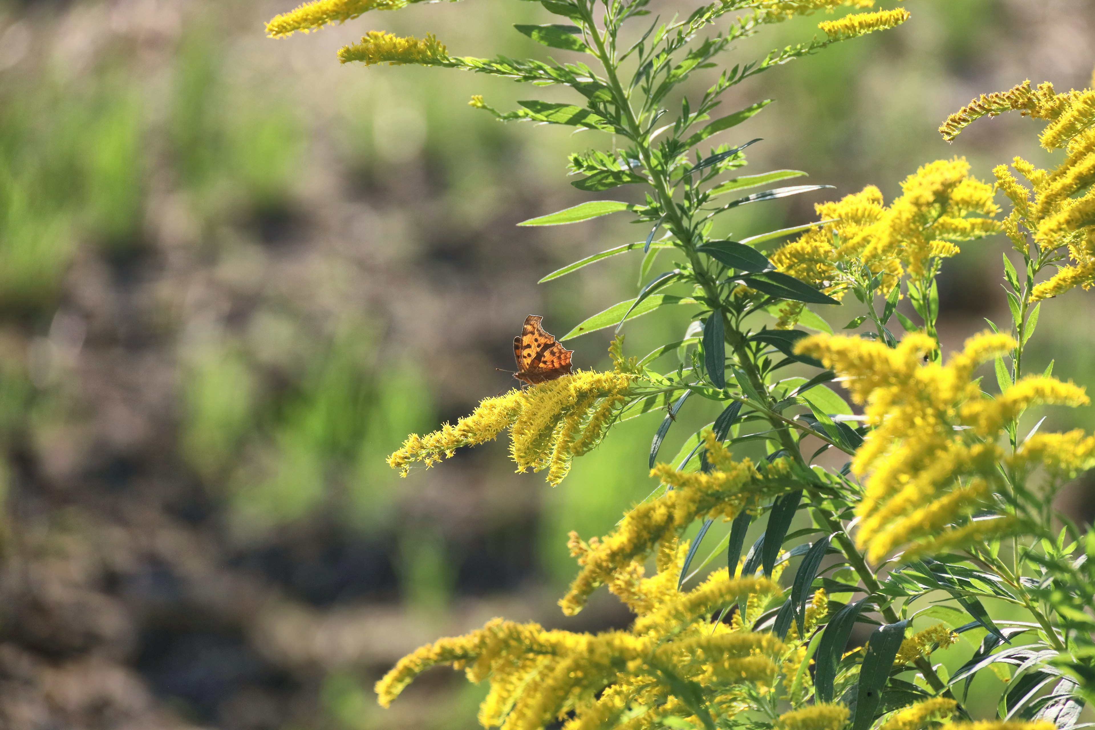 Butterfly resting on yellow flowers in a natural setting