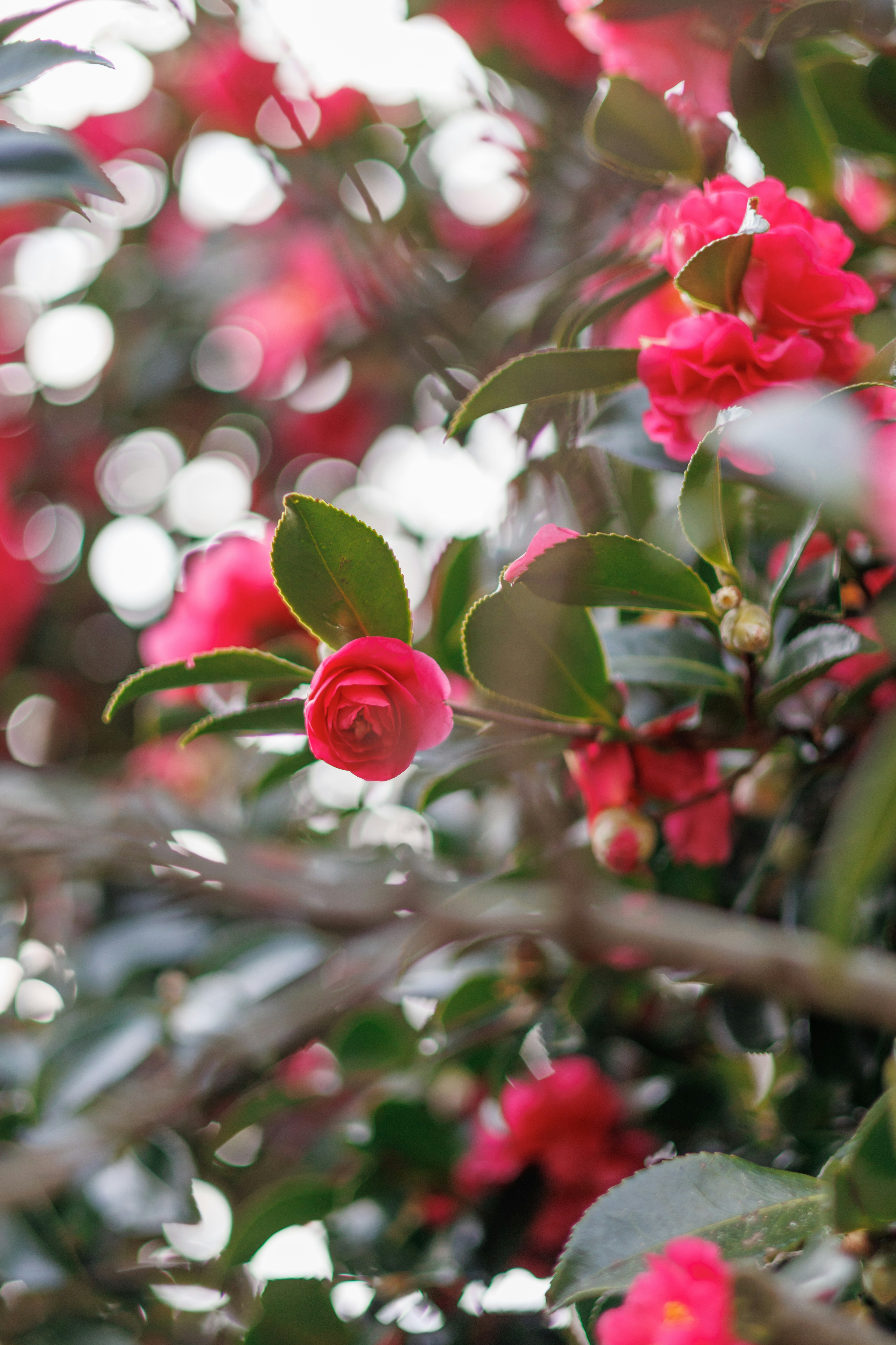 Fiori di camelia rossi che fioriscono tra foglie verdi con uno sfondo sfocato