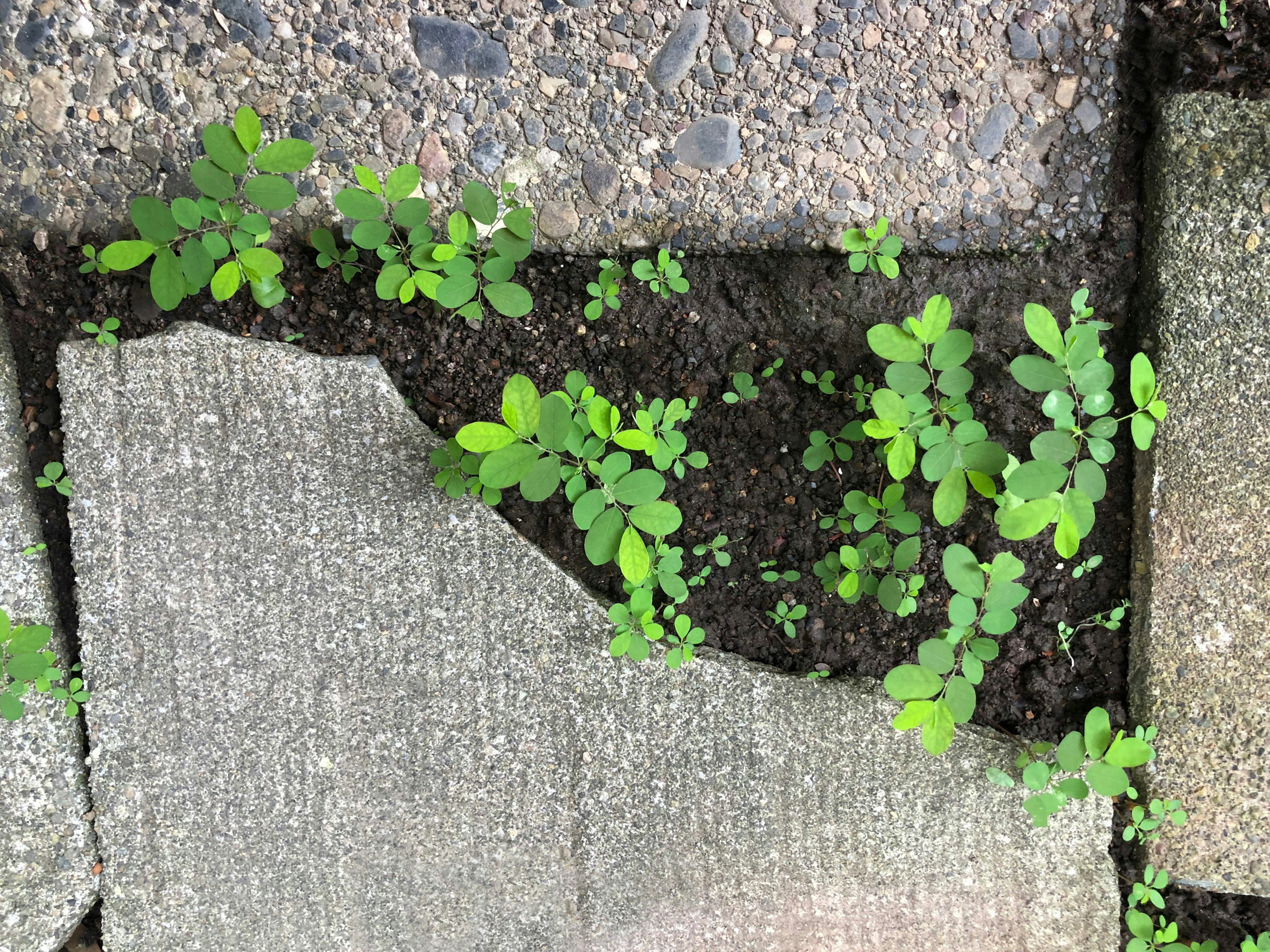 Green plants growing through cracks in concrete