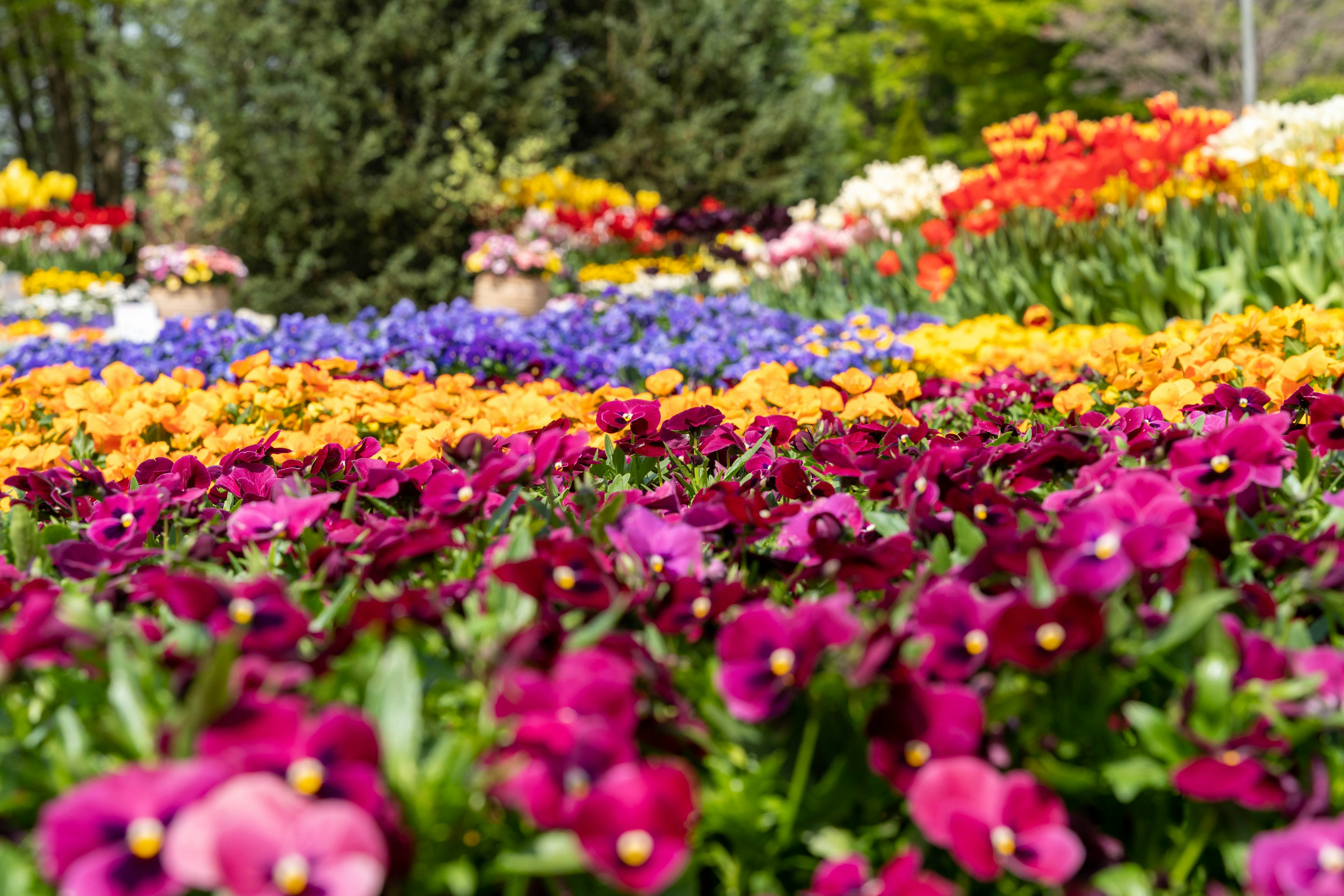 Lebendiger Blumengarten mit bunten Blüten