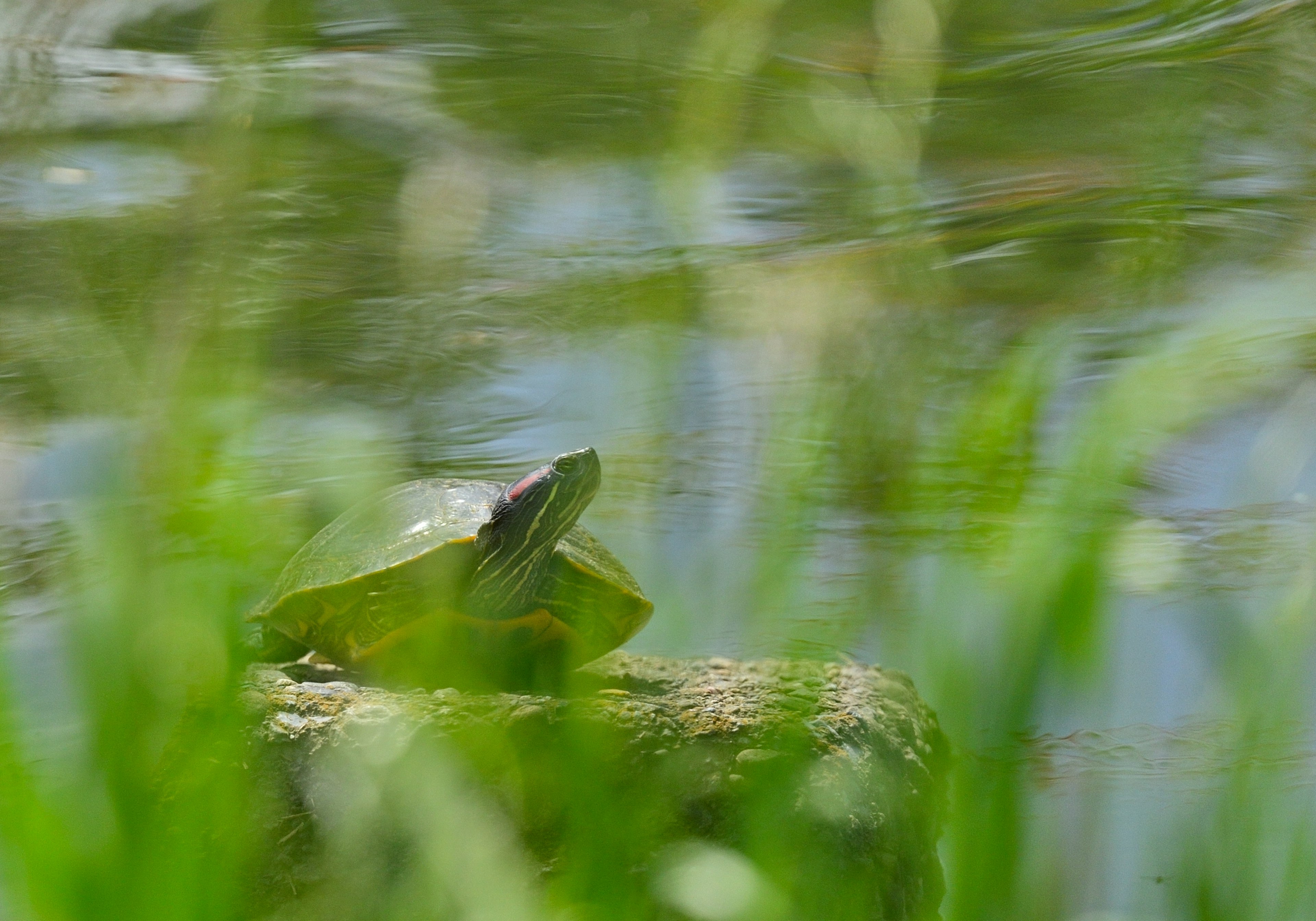 Una tortuga descansando sobre una roca rodeada de hierba verde cerca de un cuerpo de agua