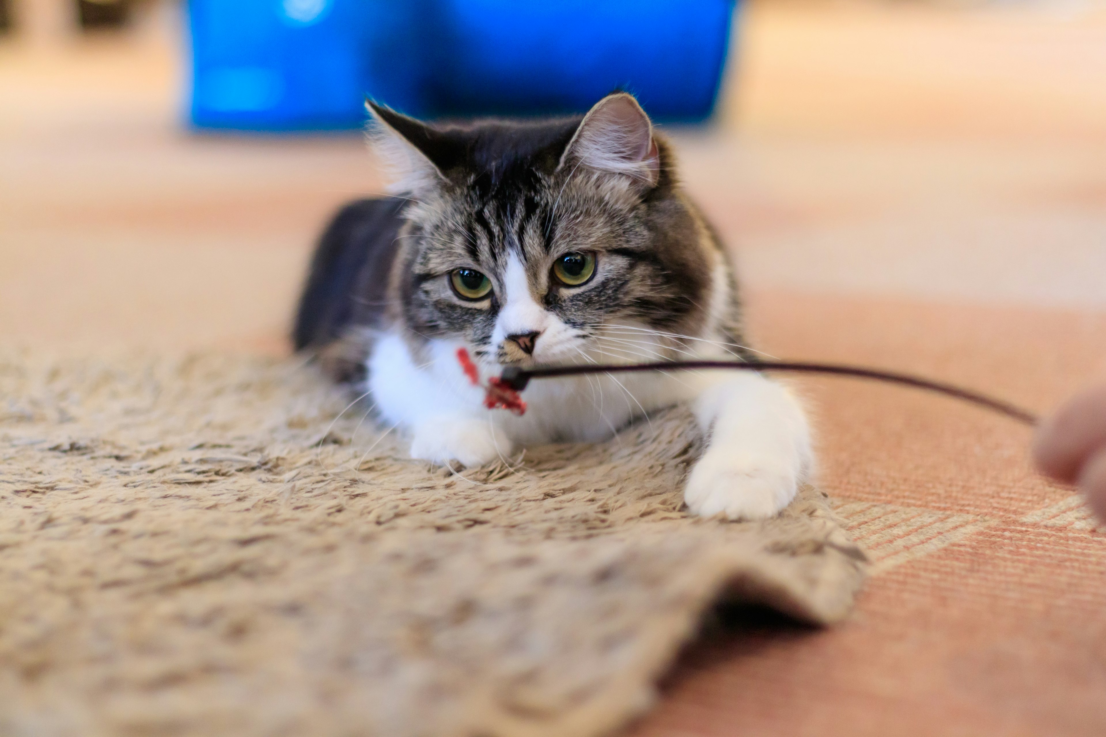 Un gato jugando en una alfombra sosteniendo un juguete en la boca