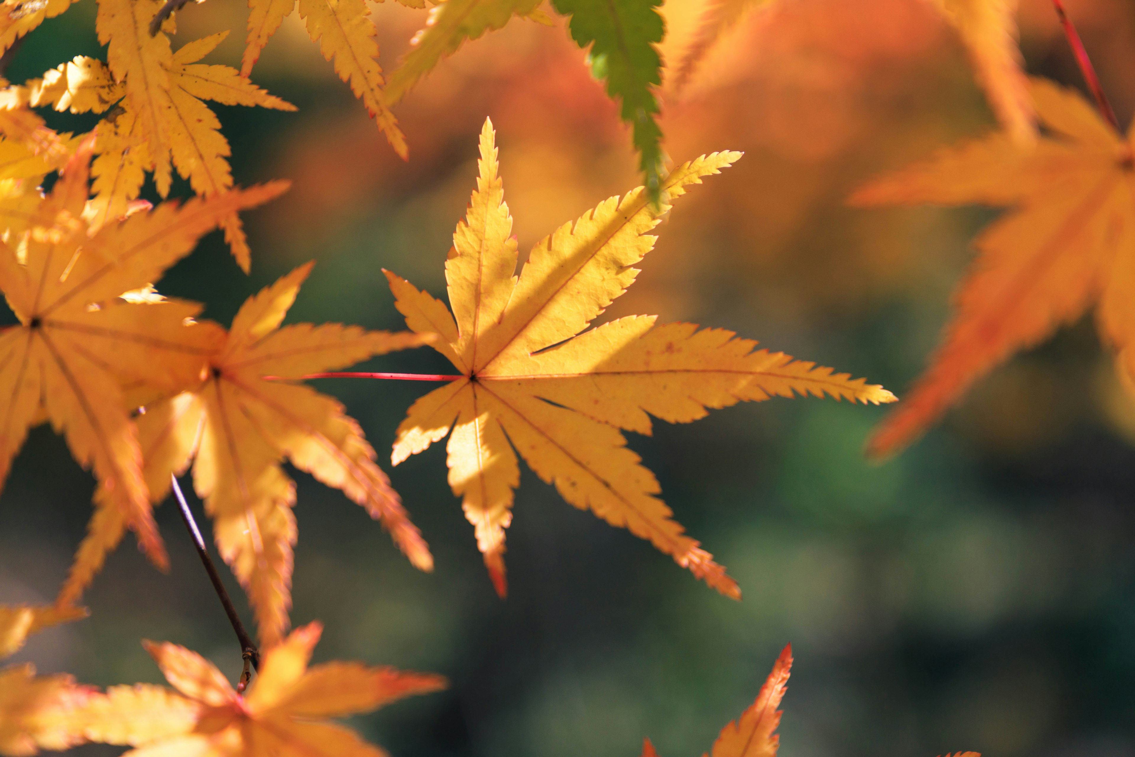 Vibrant orange maple leaves glowing in the light