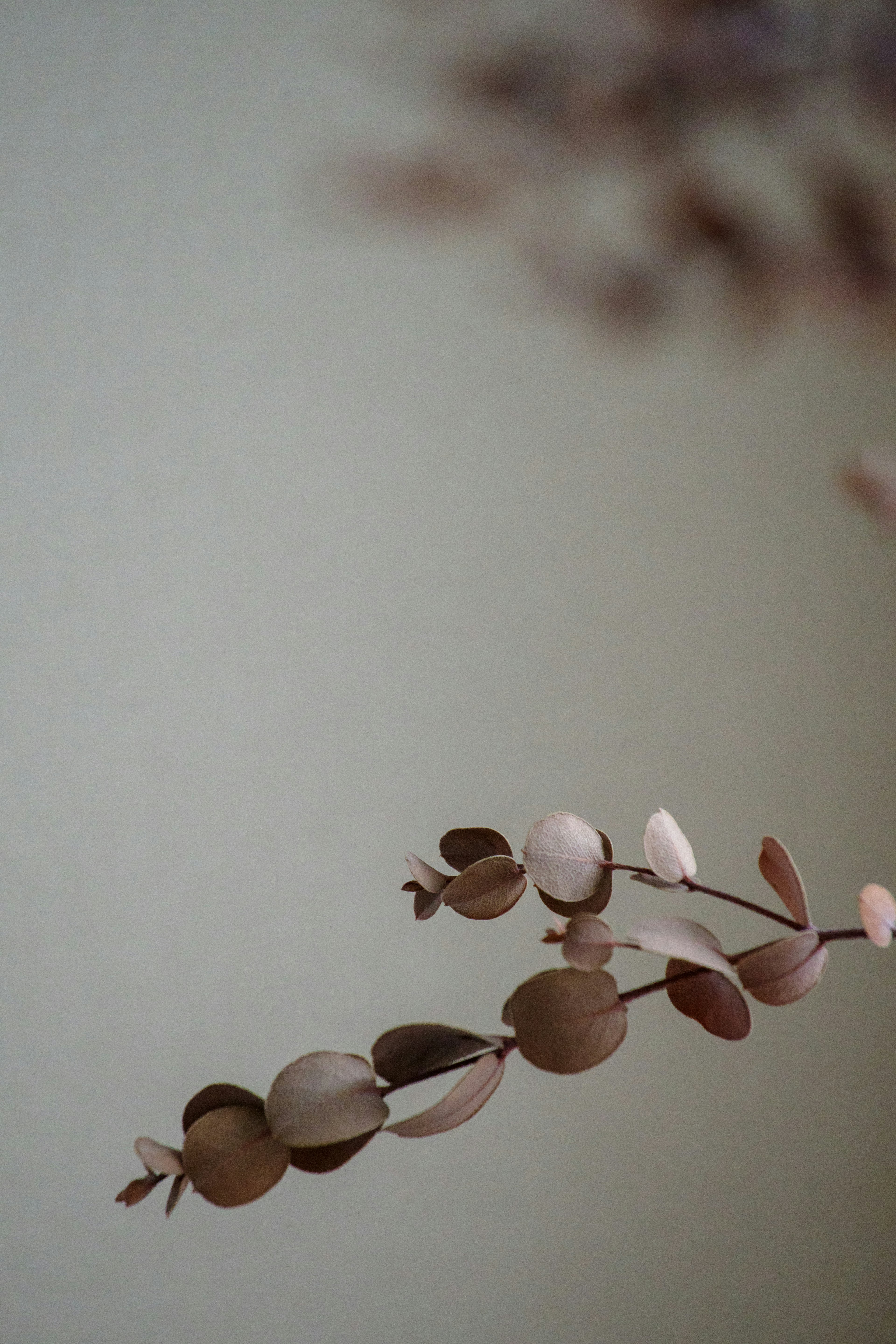 A delicate branch with soft-colored leaves against a neutral background