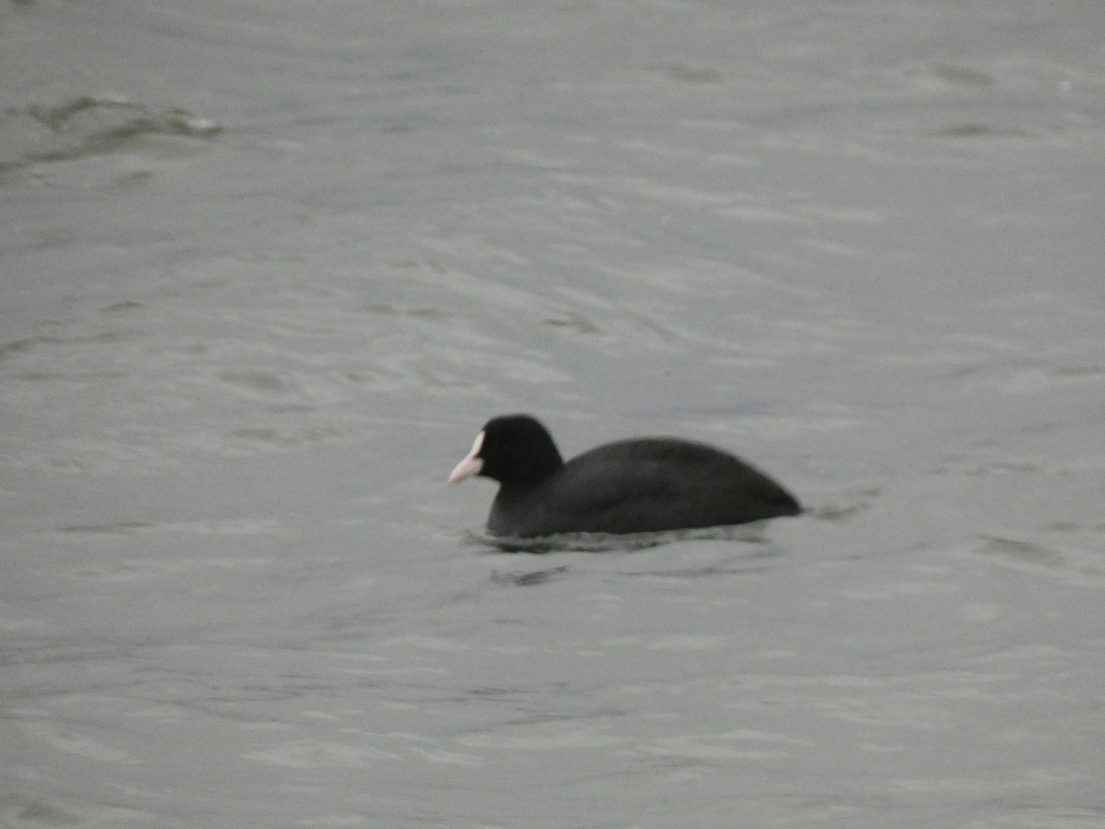 Schwarzer Vogel mit weißem Schnabel, der auf der Wasseroberfläche schwimmt