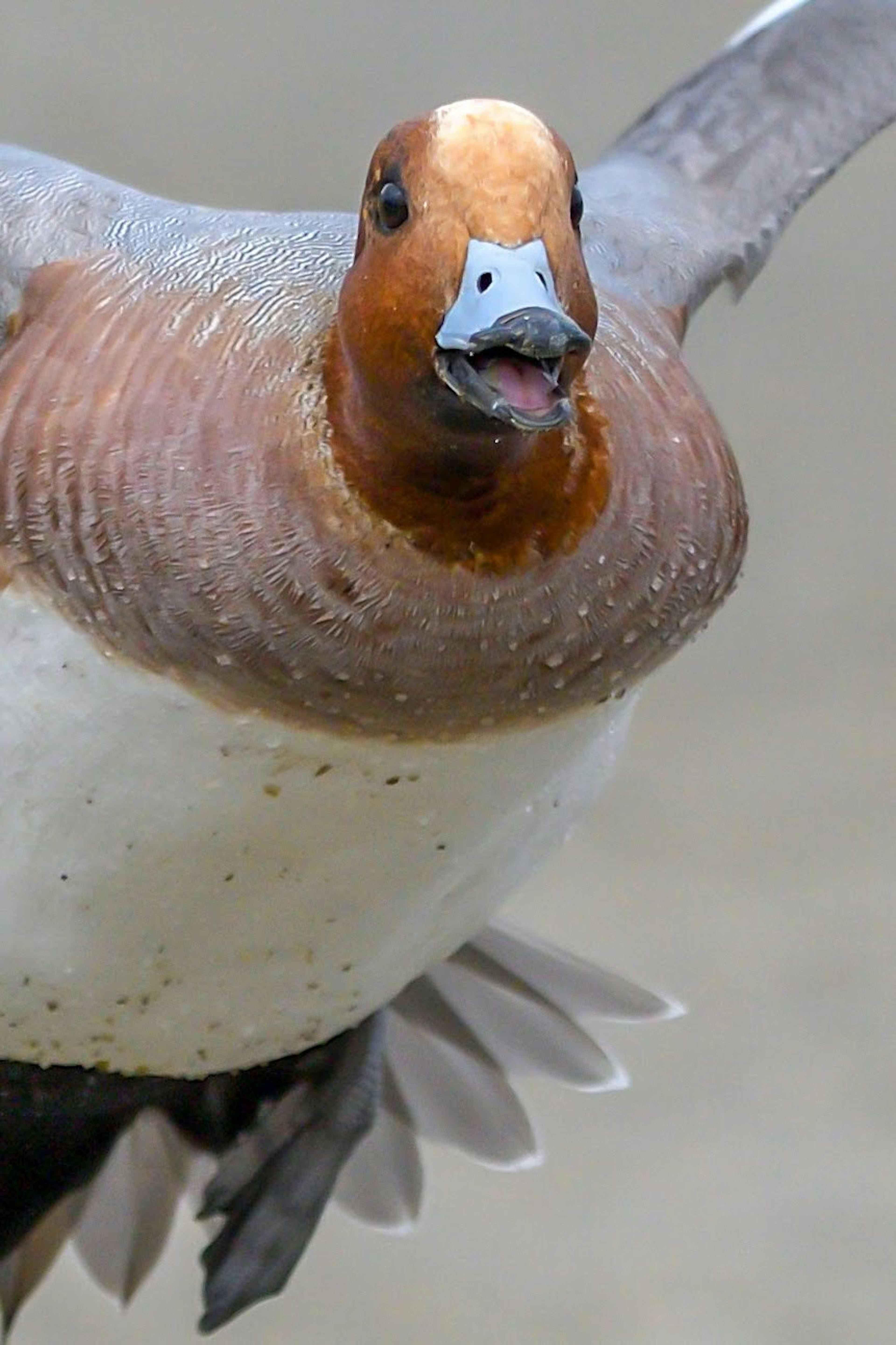 Gambar close-up dari Eurasian Wigeon yang terbang dengan warna cerah