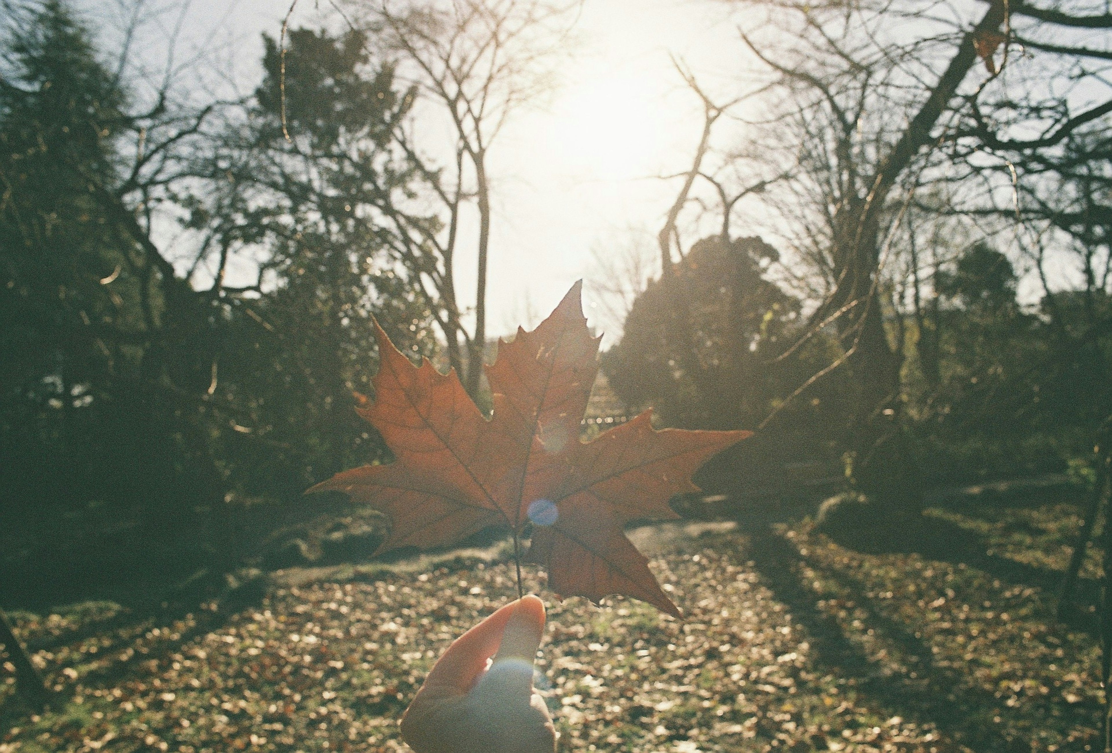 A hand holding a red leaf in sunlight with trees in the background