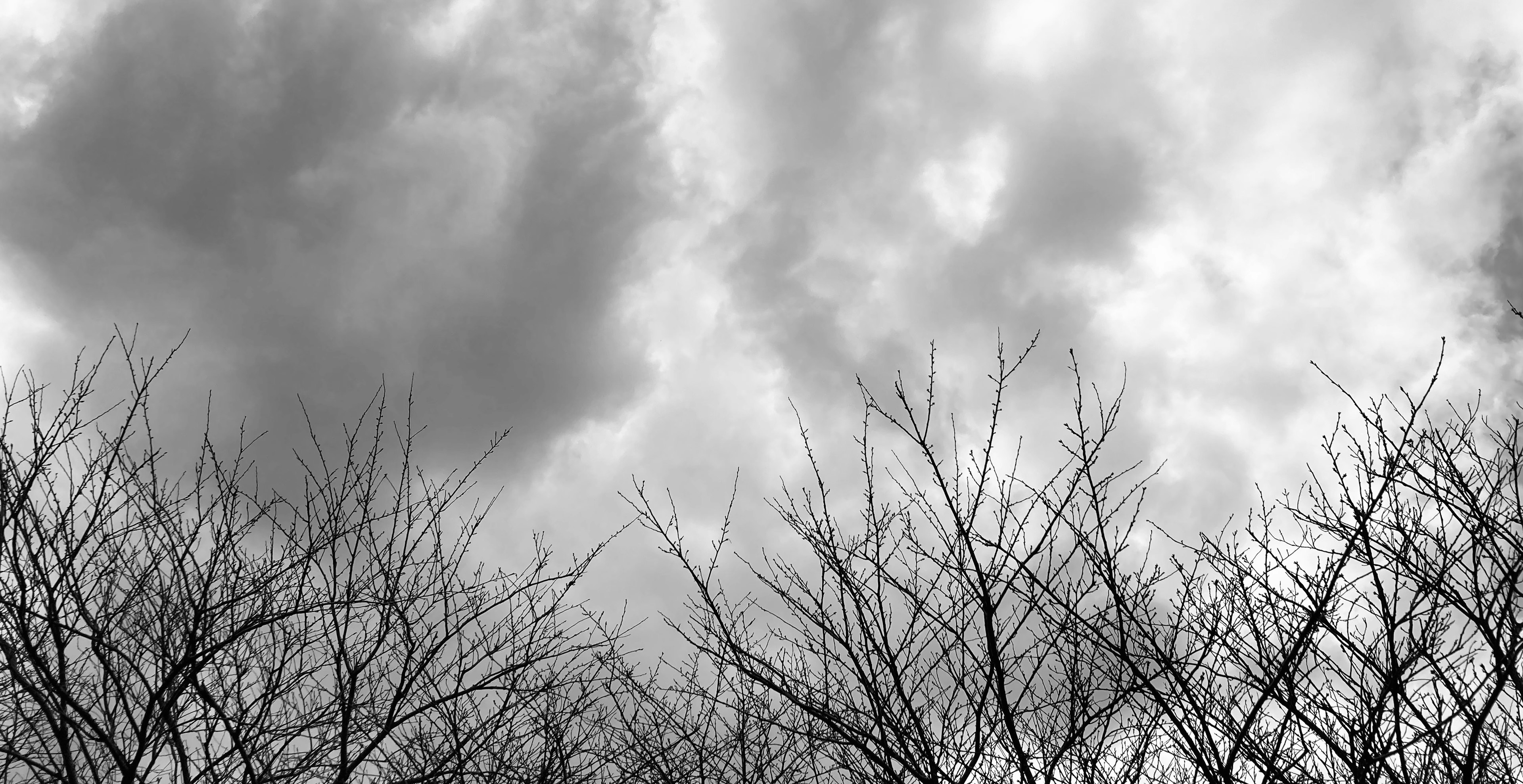 Langit hitam putih dengan siluet pohon telanjang