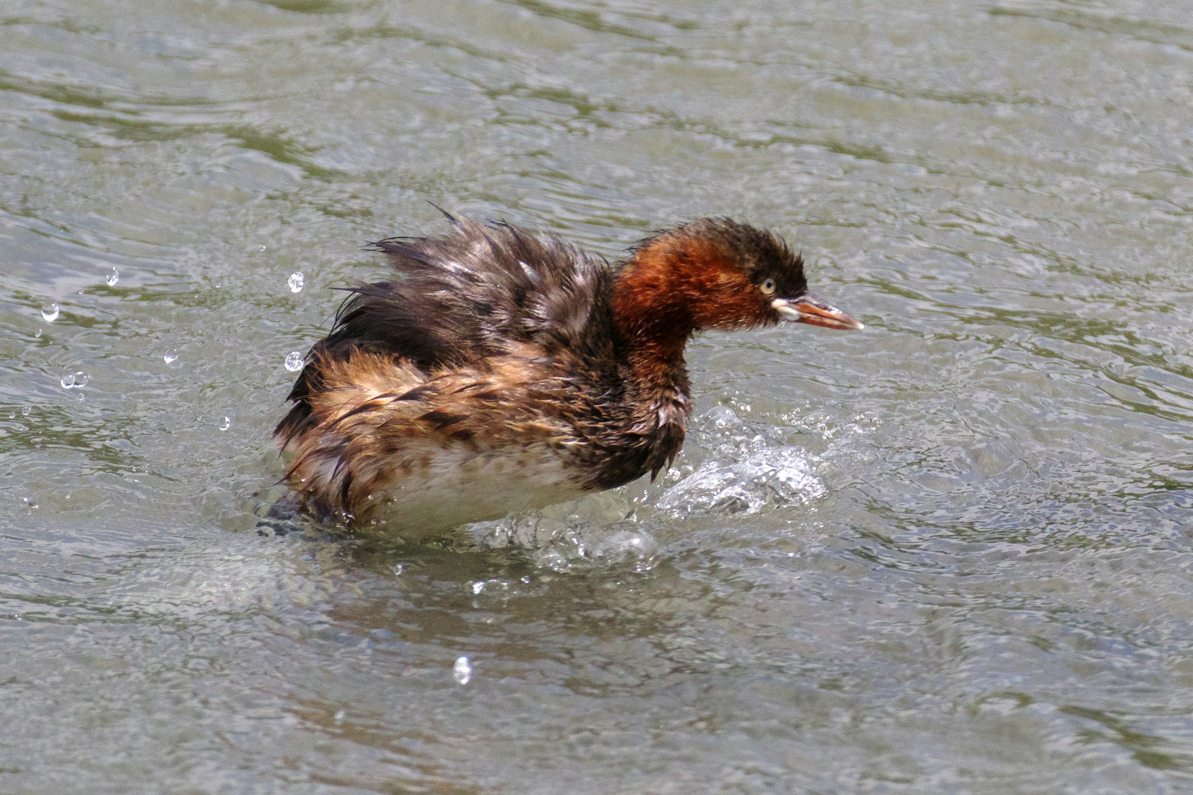 水面を泳ぐ小さなカモのような鳥の姿