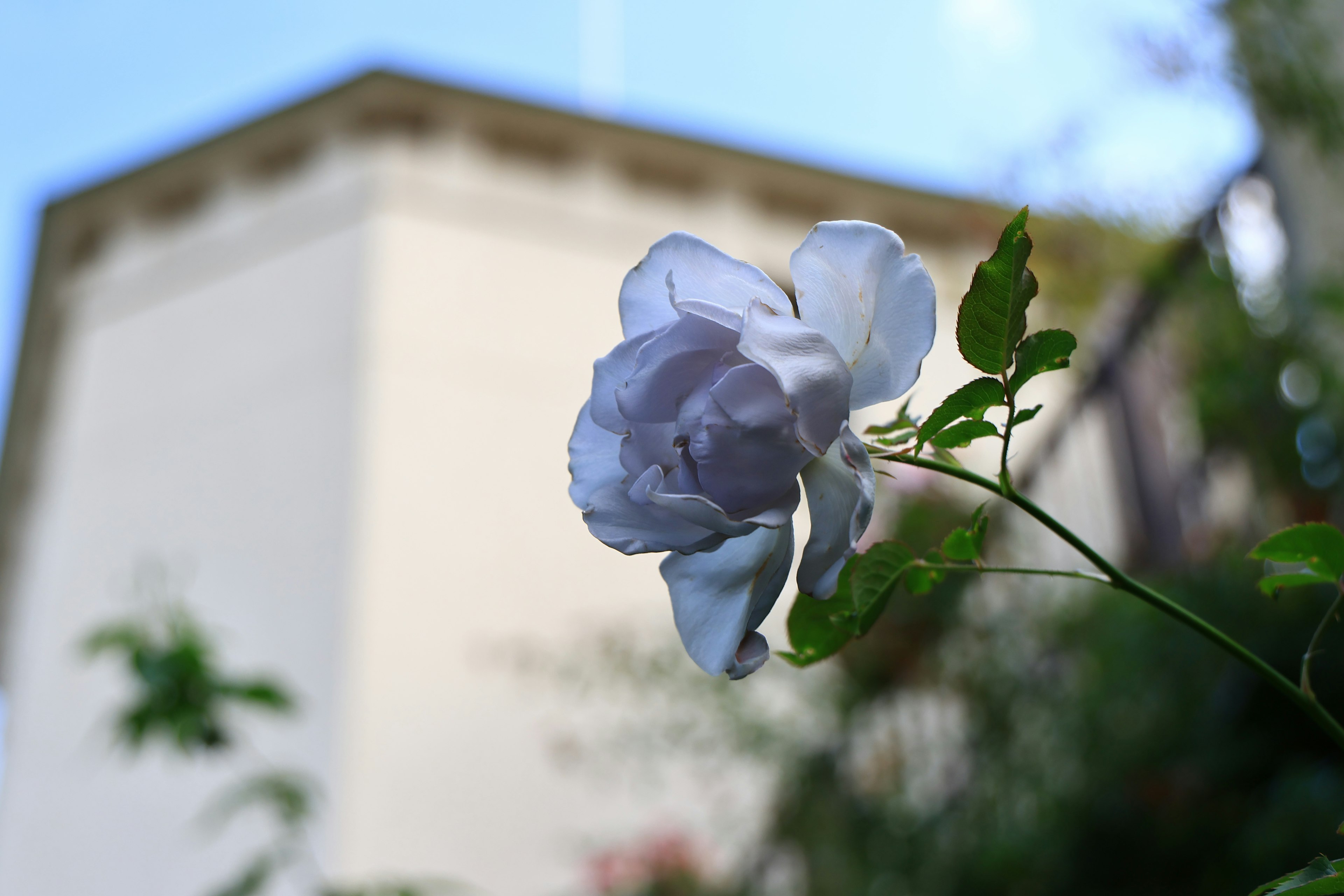 A white flower blooming in front of a building