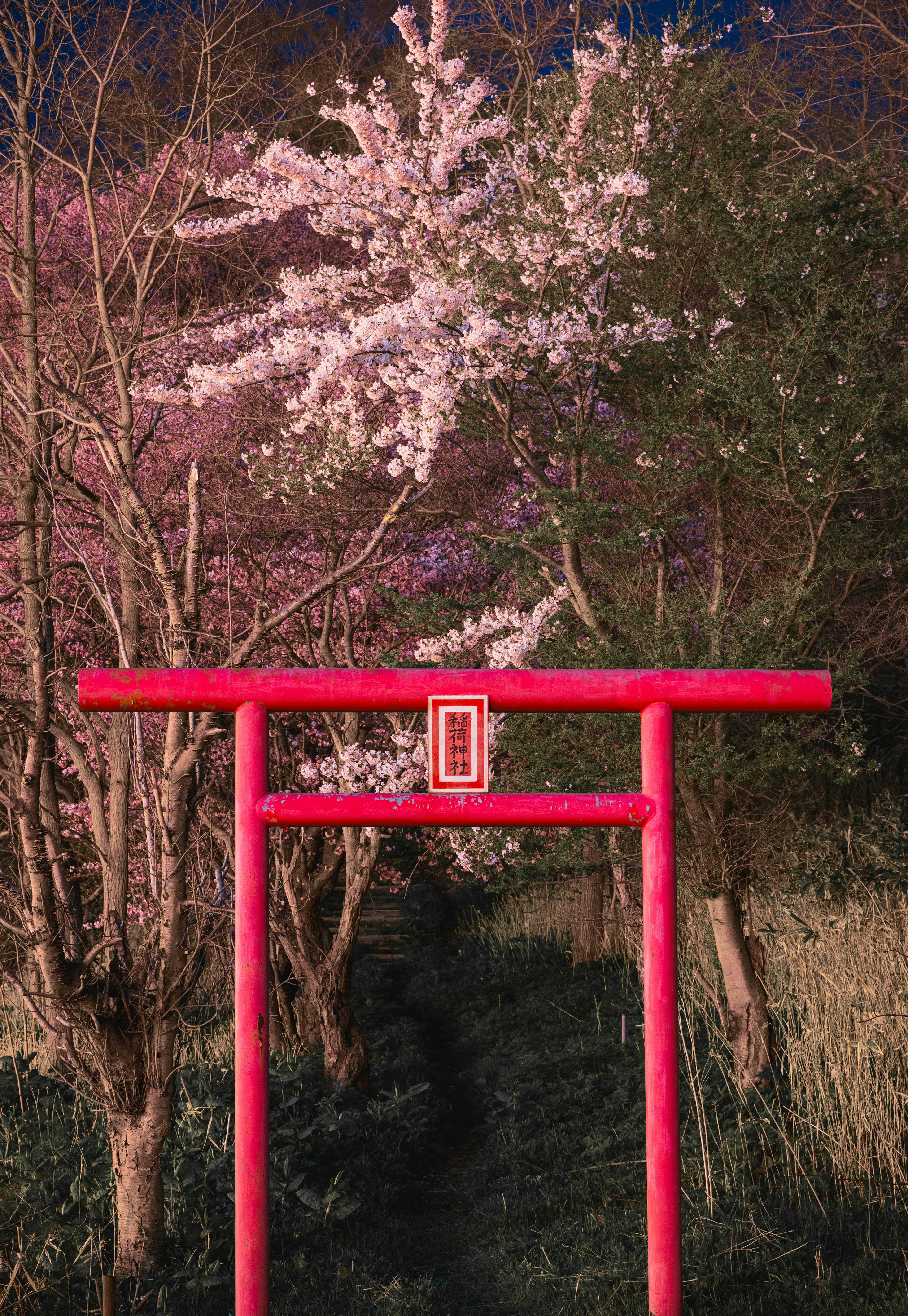 Rotes Torii vor Kirschblütenbäumen