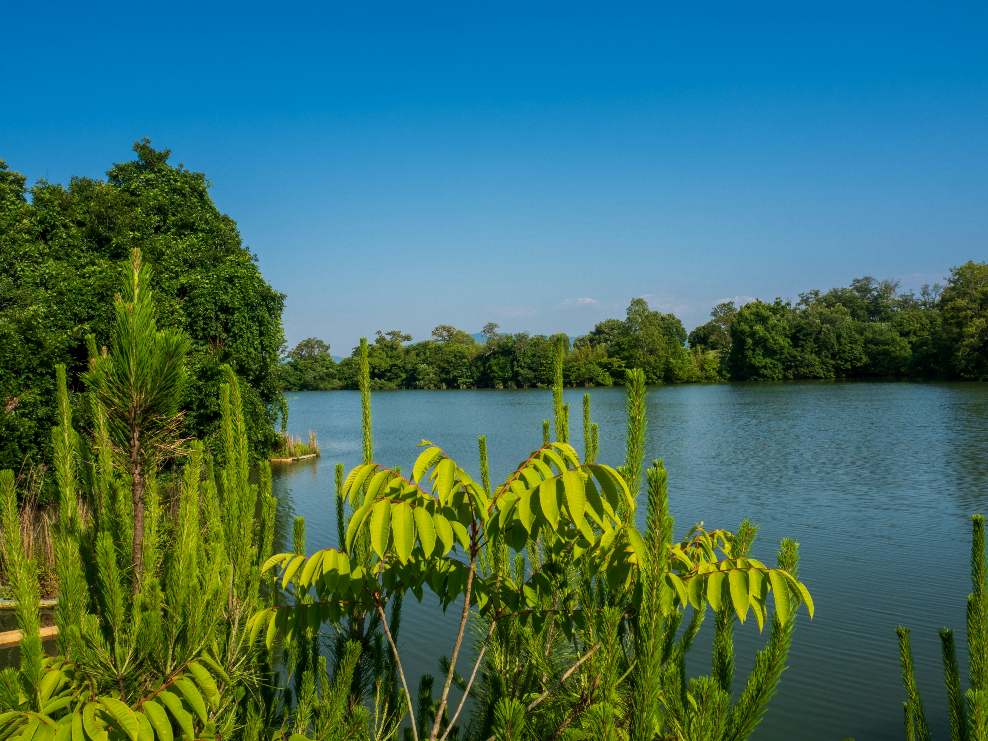 Pemandangan danau yang tenang dikelilingi oleh pepohonan hijau subur dan langit biru yang cerah