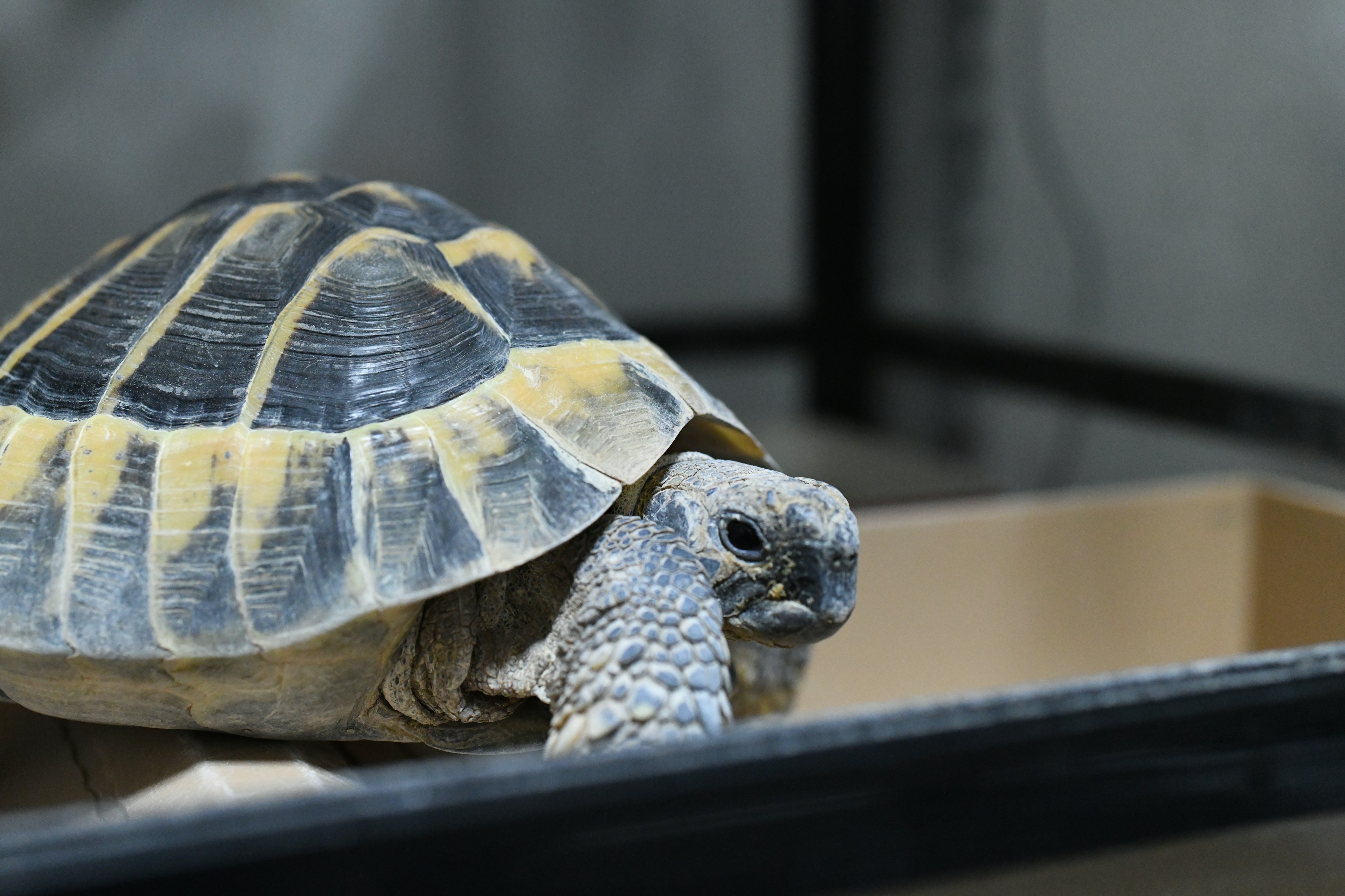 Una tortuga descansando en una caja con enfoque en su caparazón