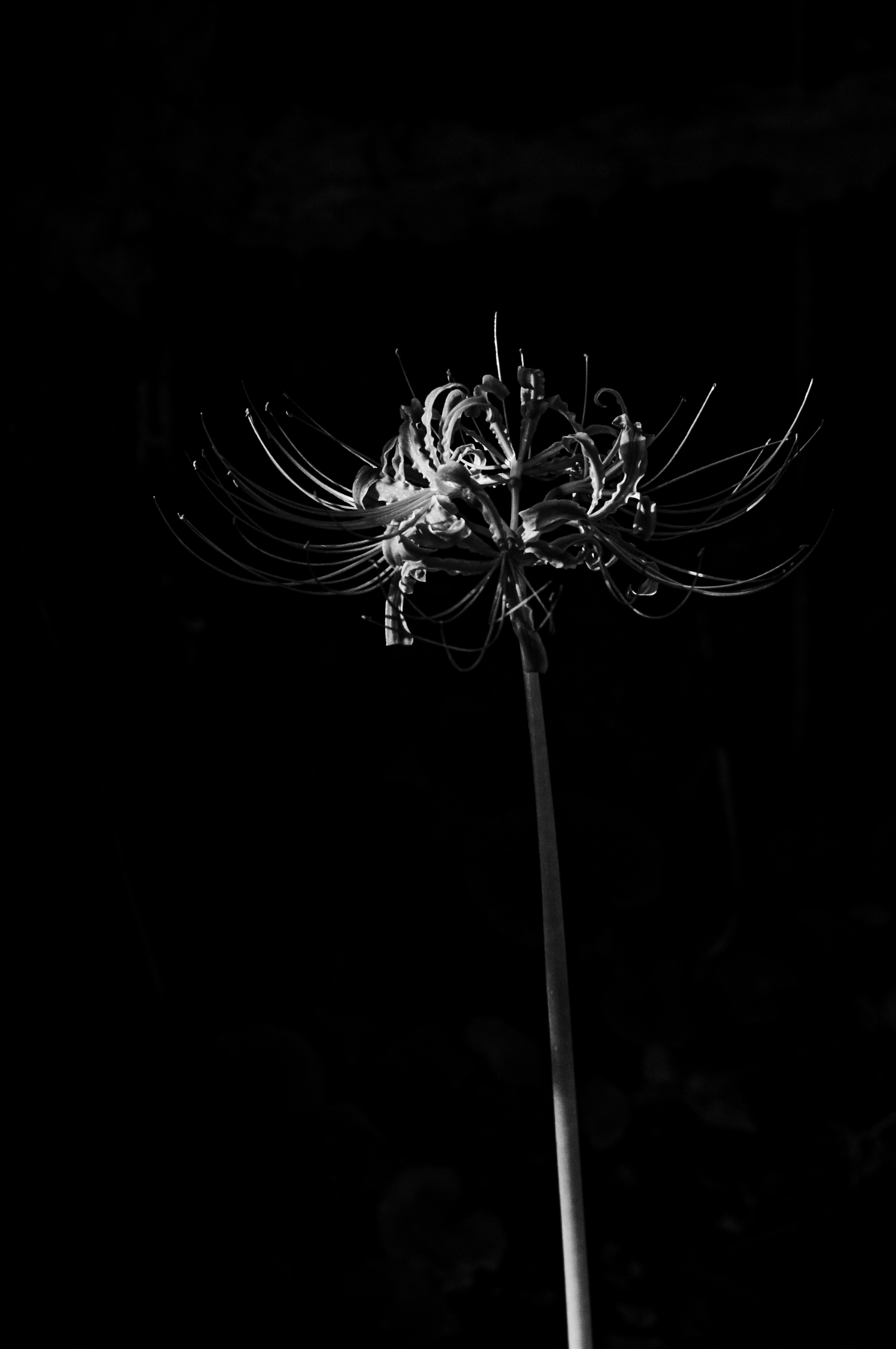 黒い背景に浮かぶ白い花のような植物のシルエット