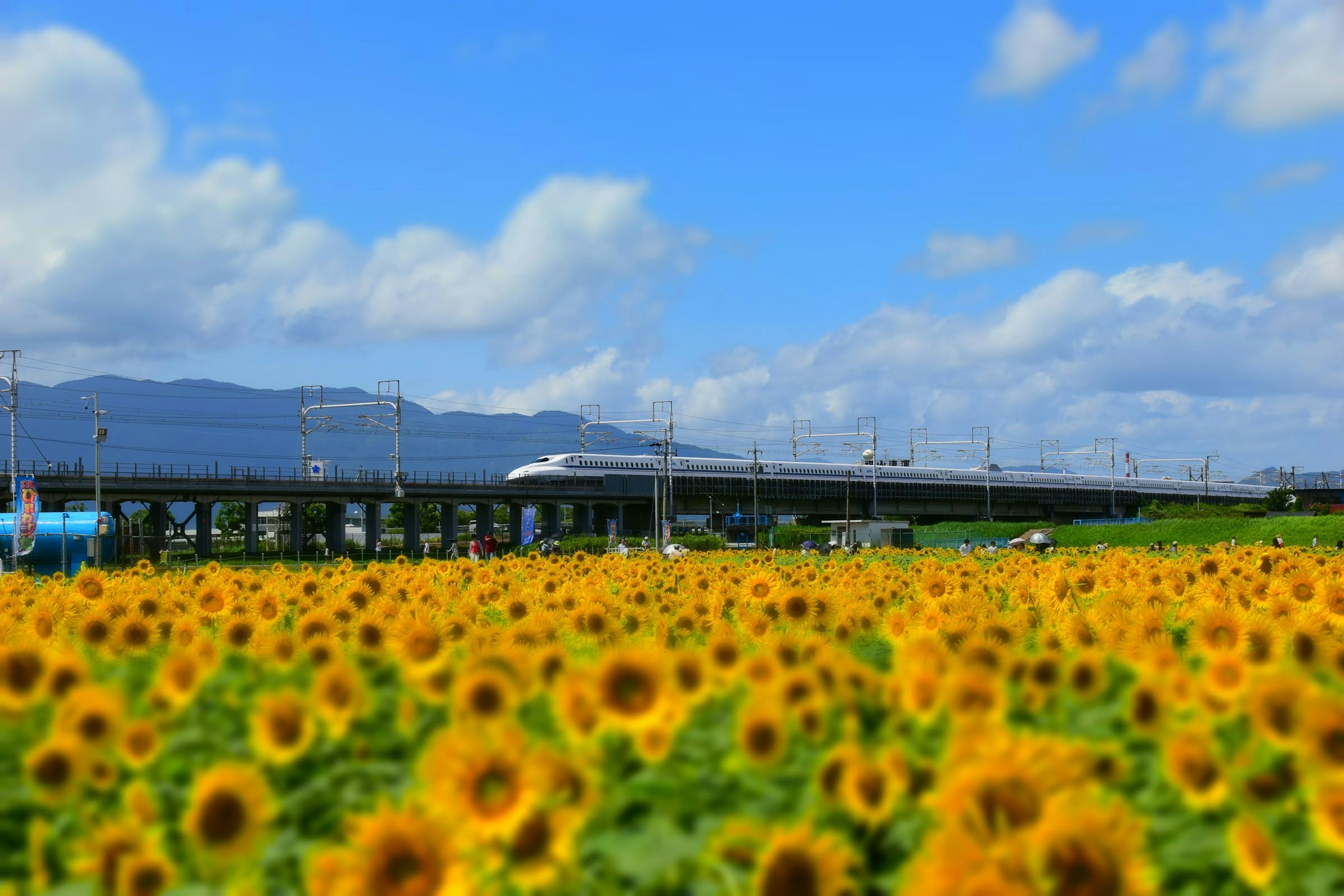 青空の下に広がるひまわり畑と新幹線