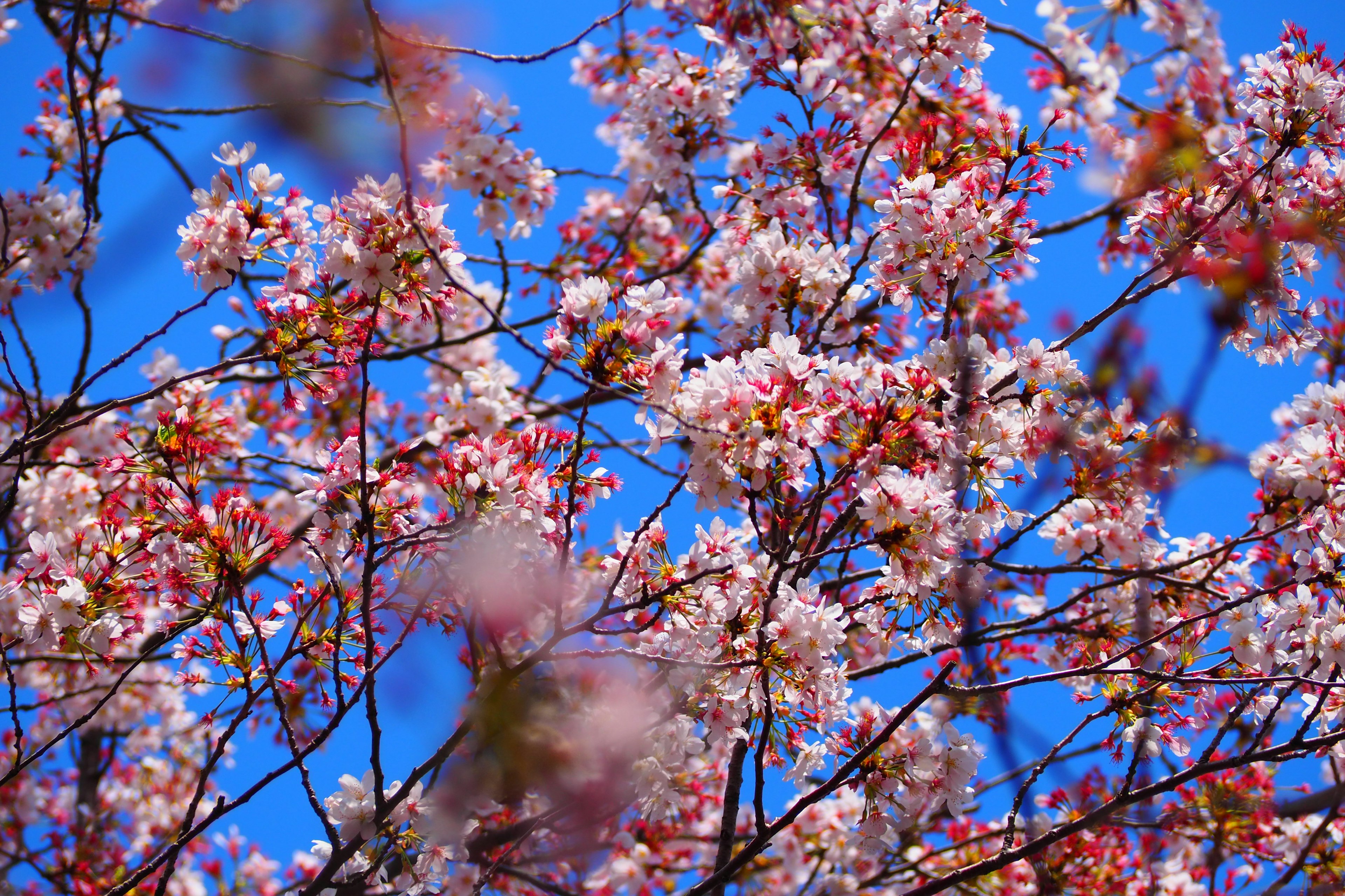 Fiori di ciliegio in piena fioritura contro un cielo blu