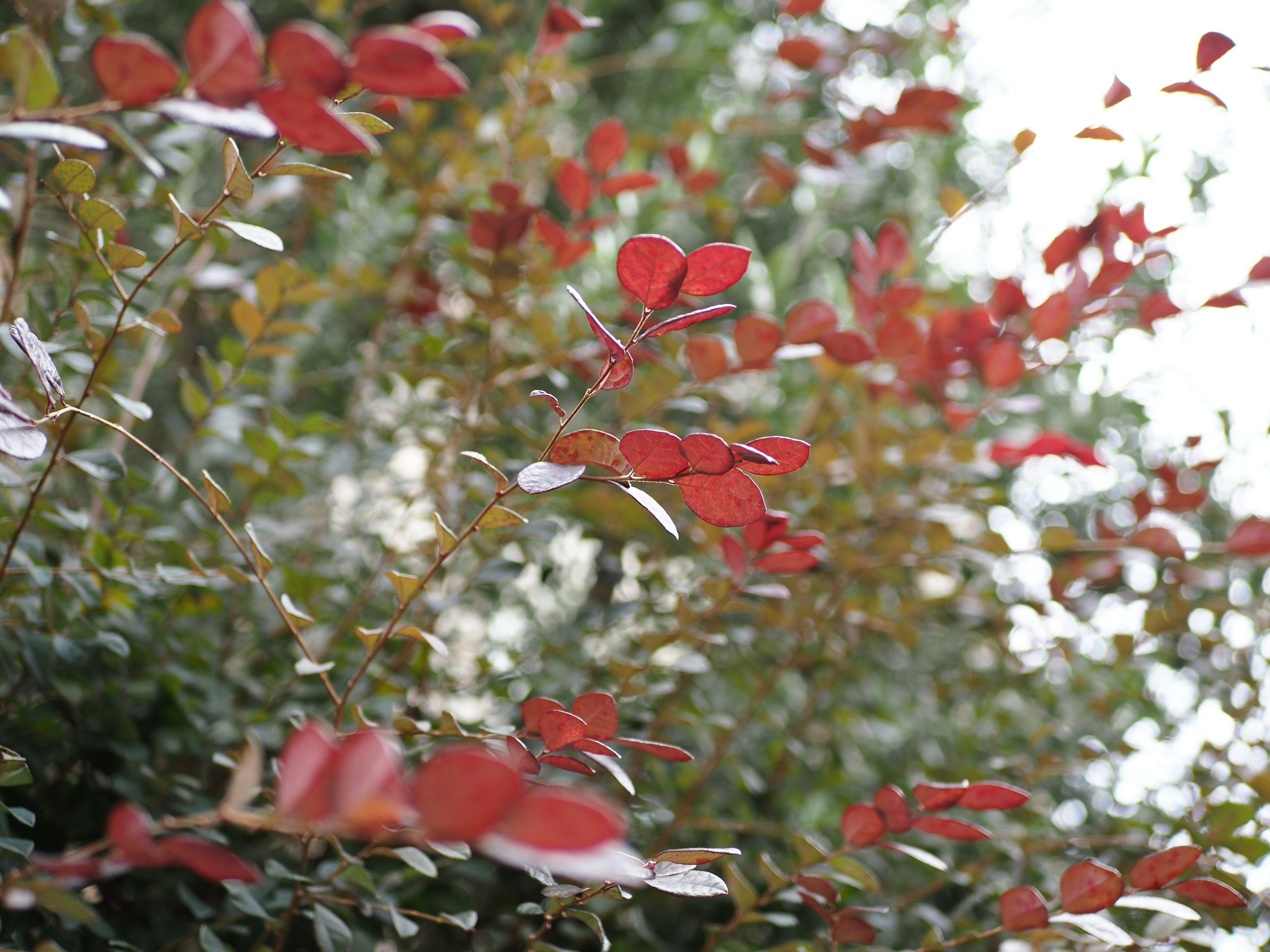 Gambar close-up tanaman dengan daun merah yang mencolok